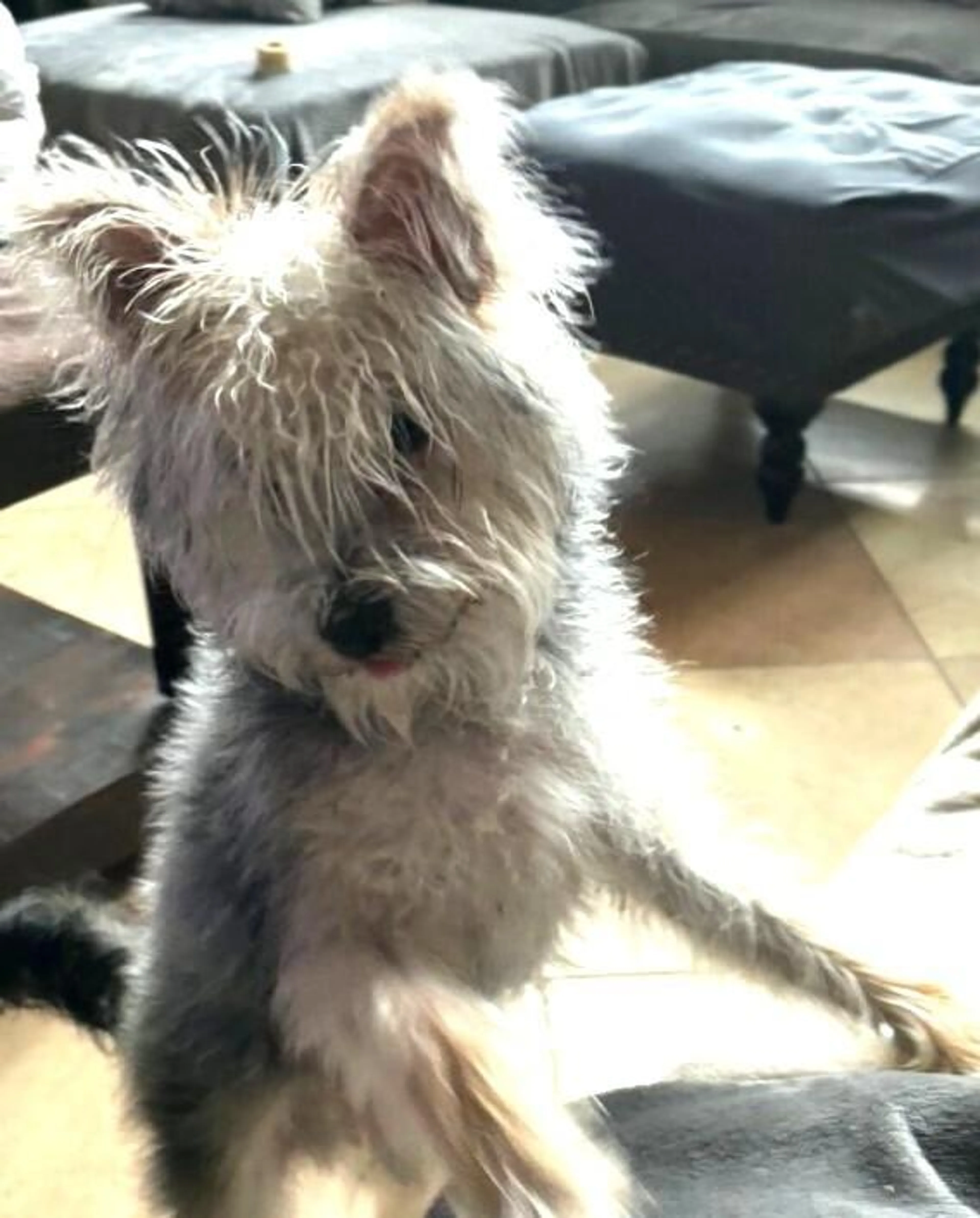 Found pet-0