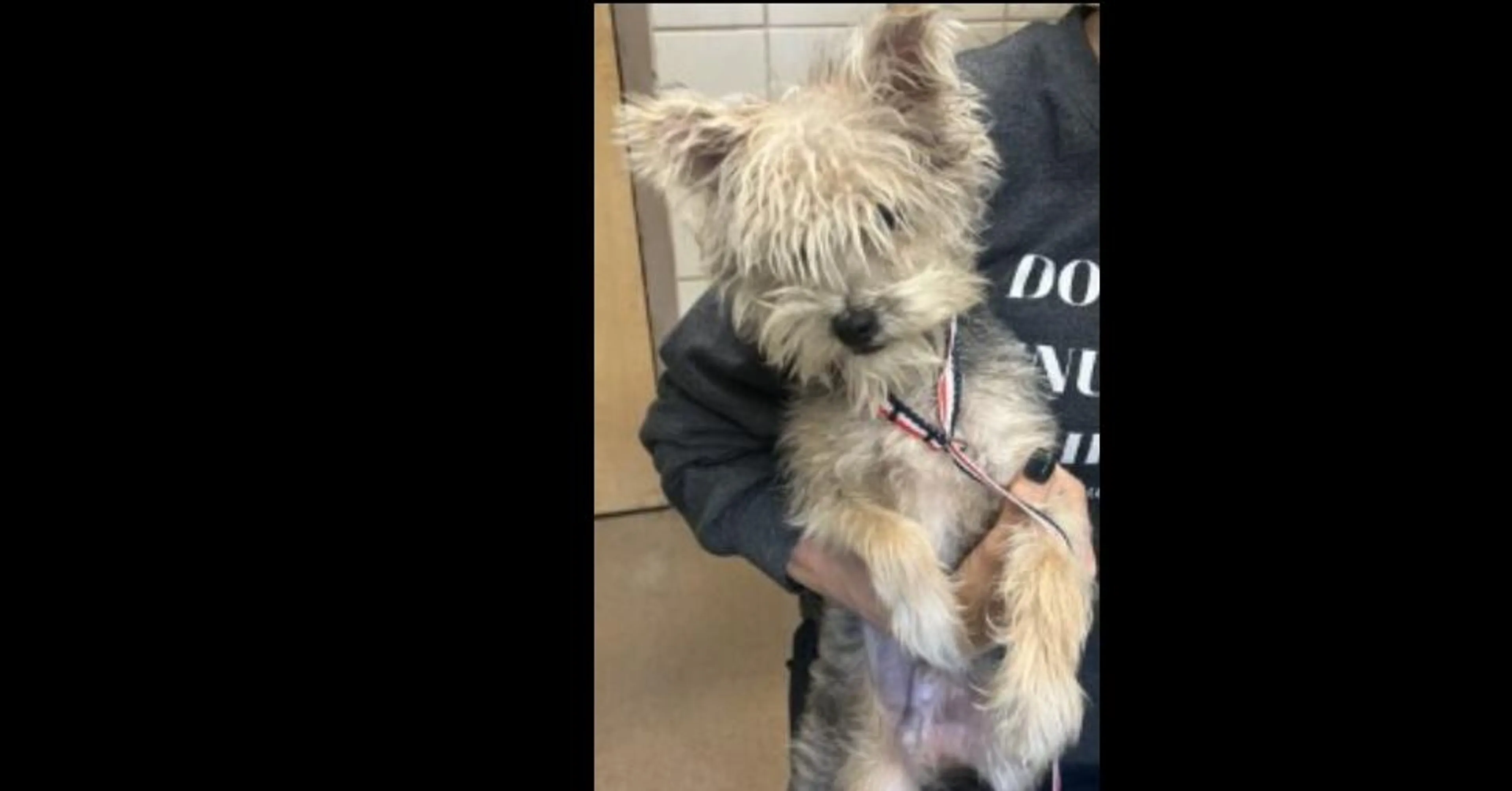 Found pet-1