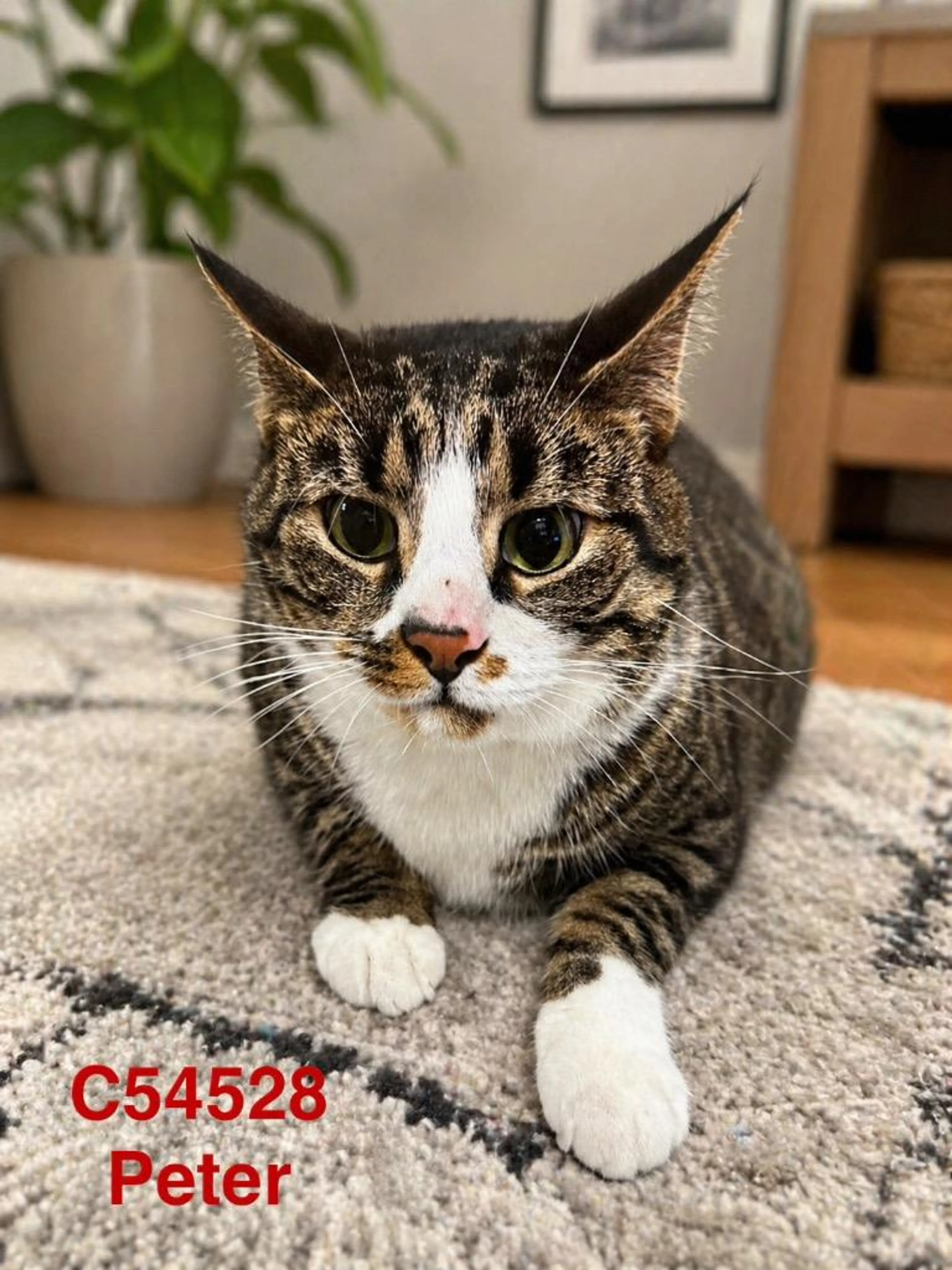 Found pet-1