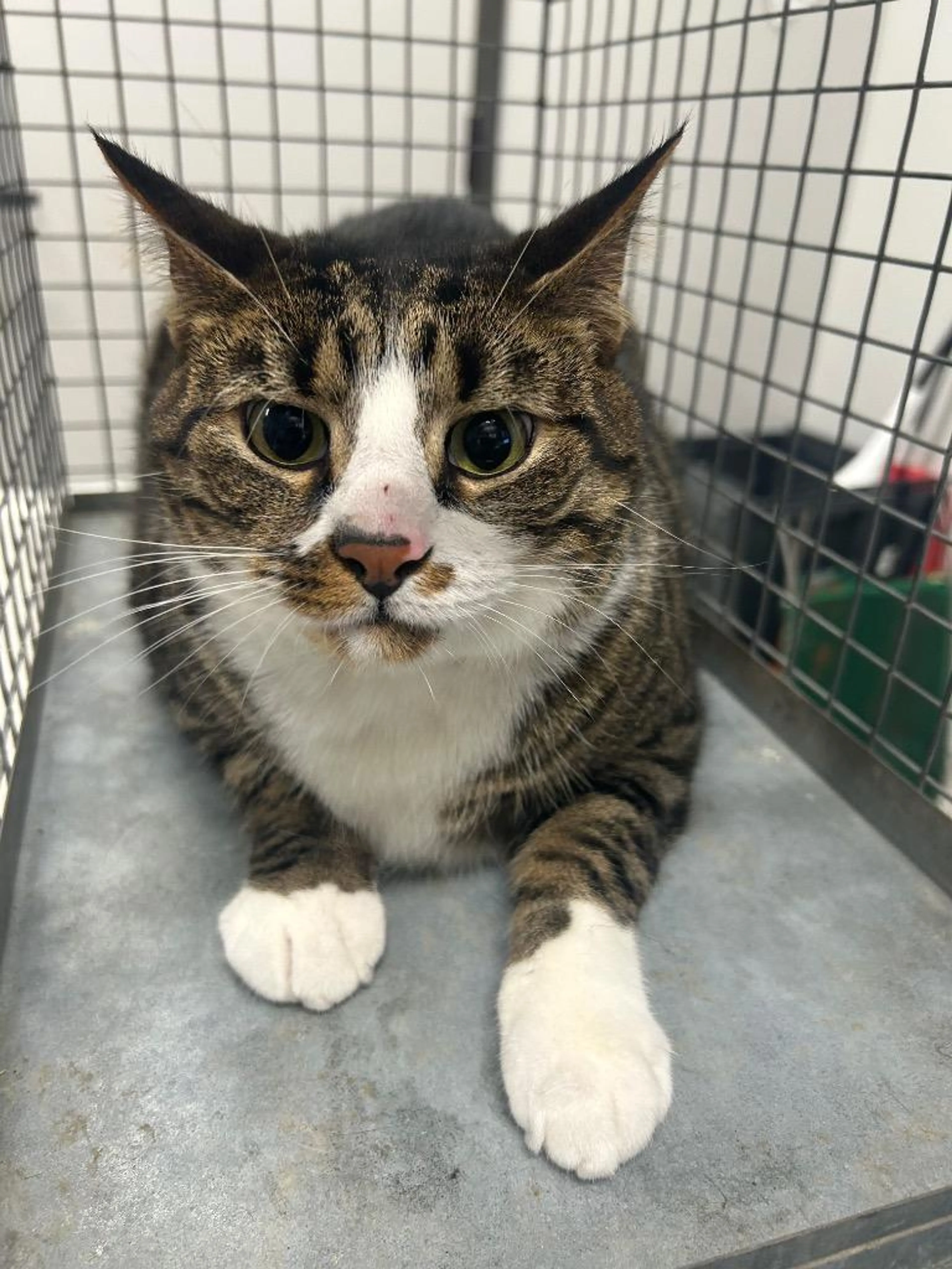 Found pet-0