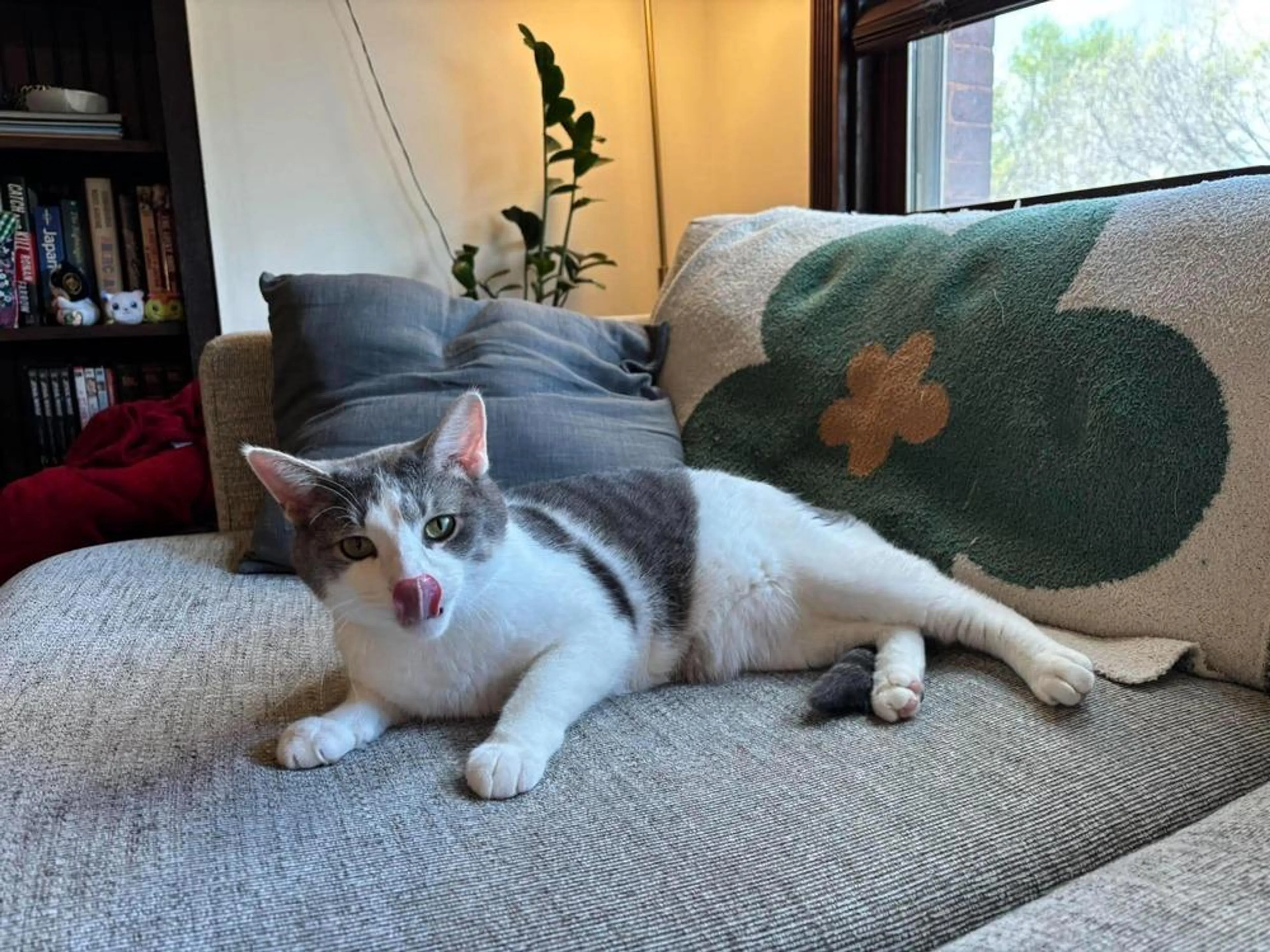 Found pet-2