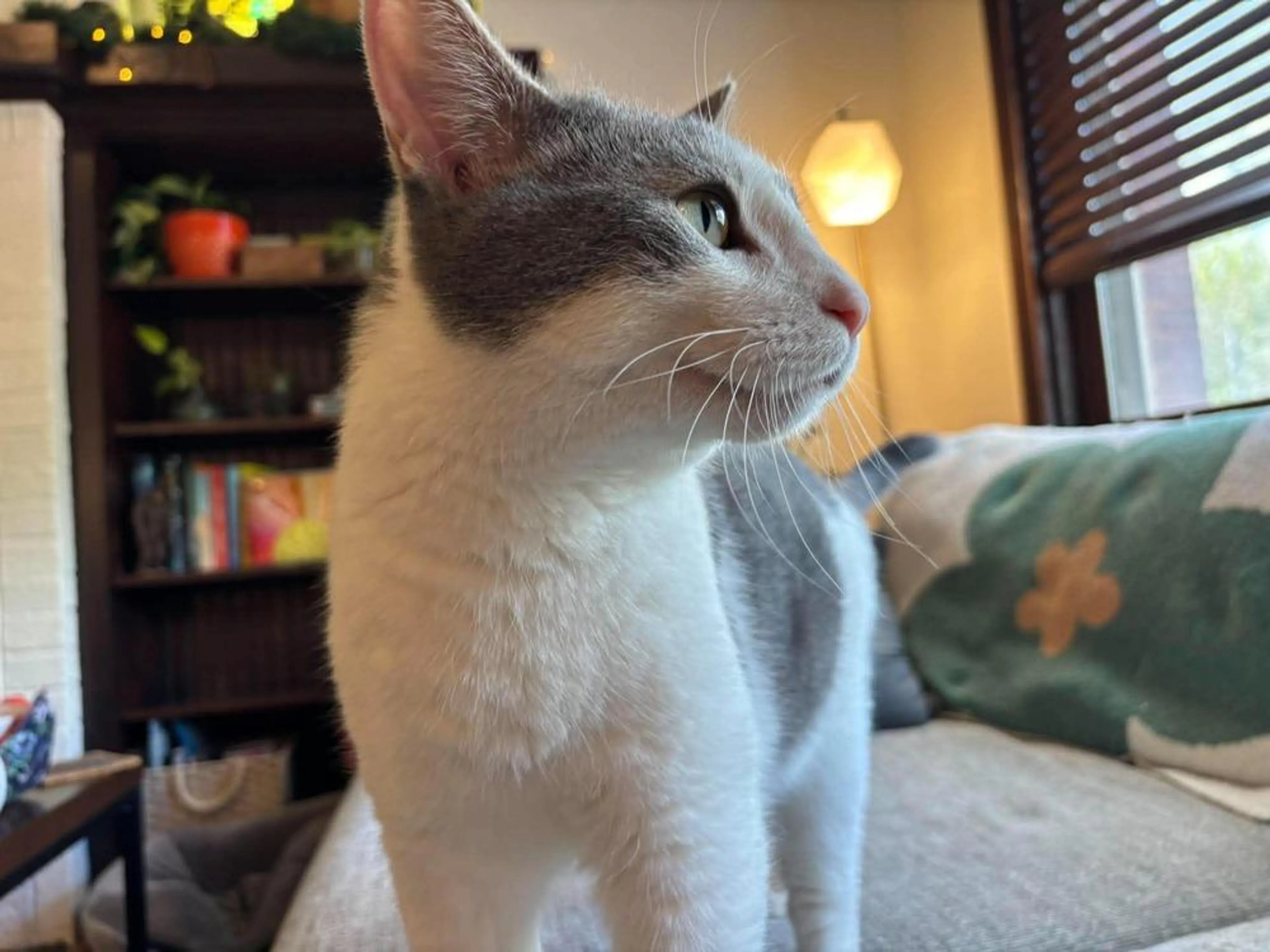 Found pet-1