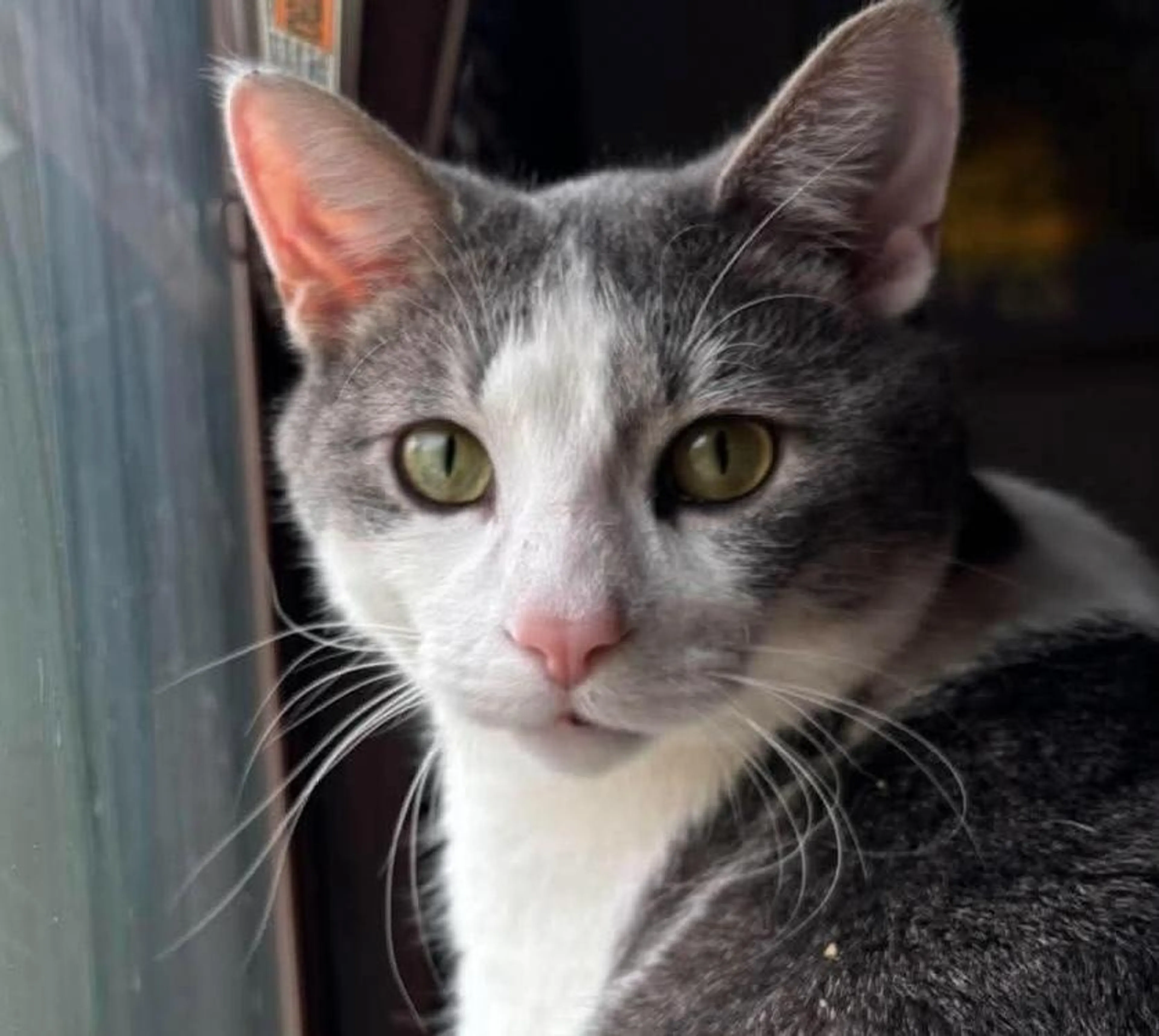 Found pet-4