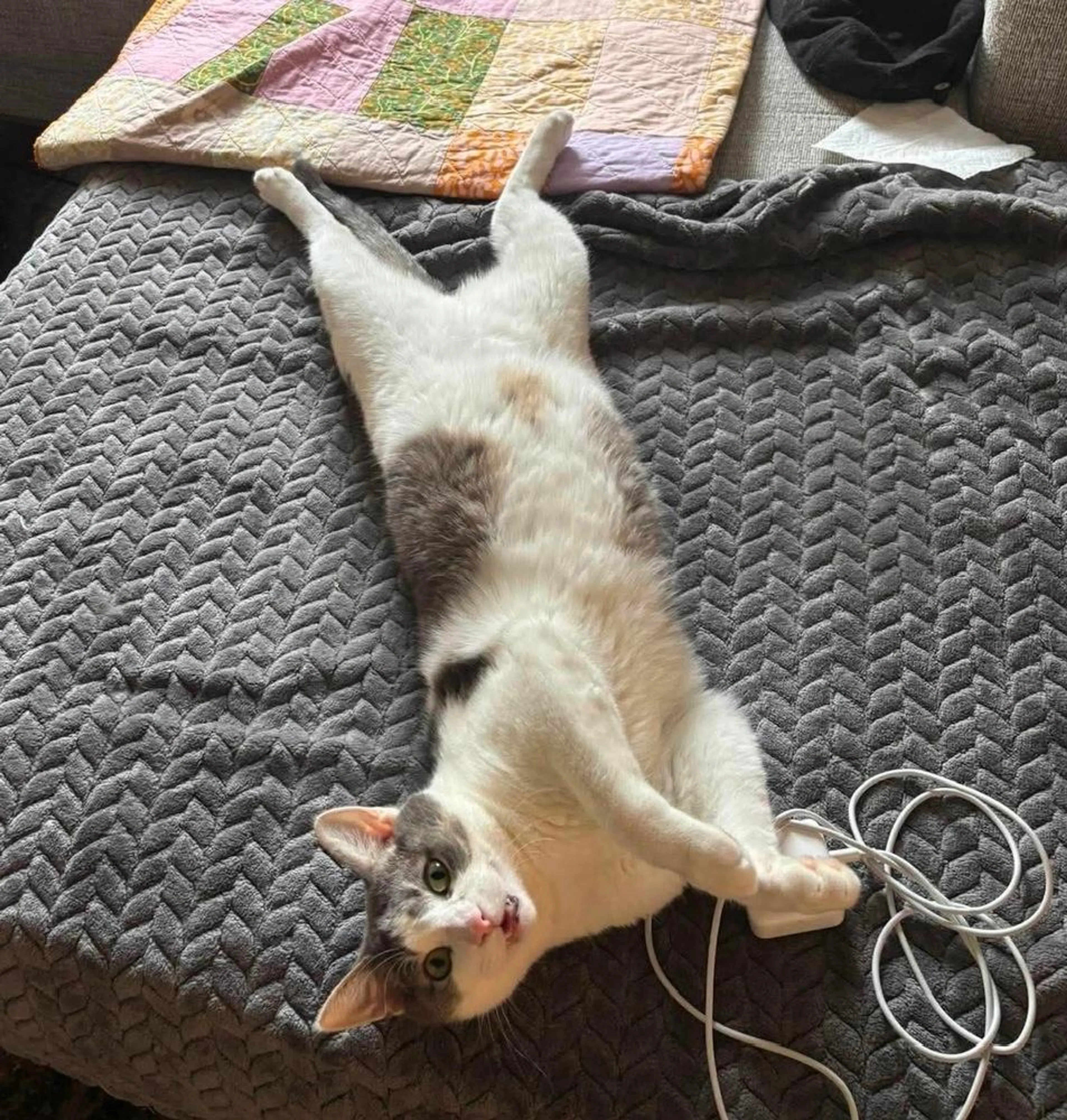 Found pet-0