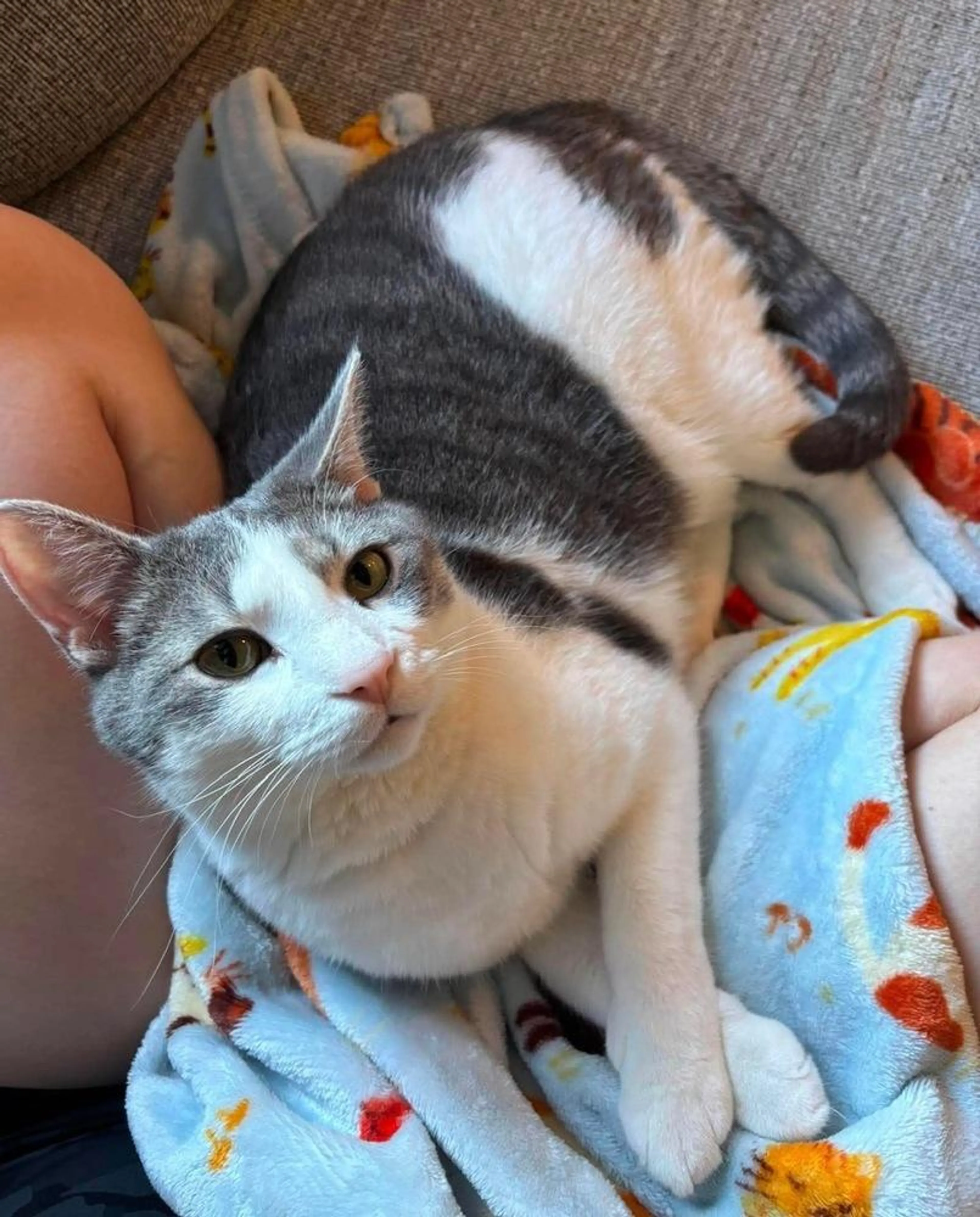 Found pet-5