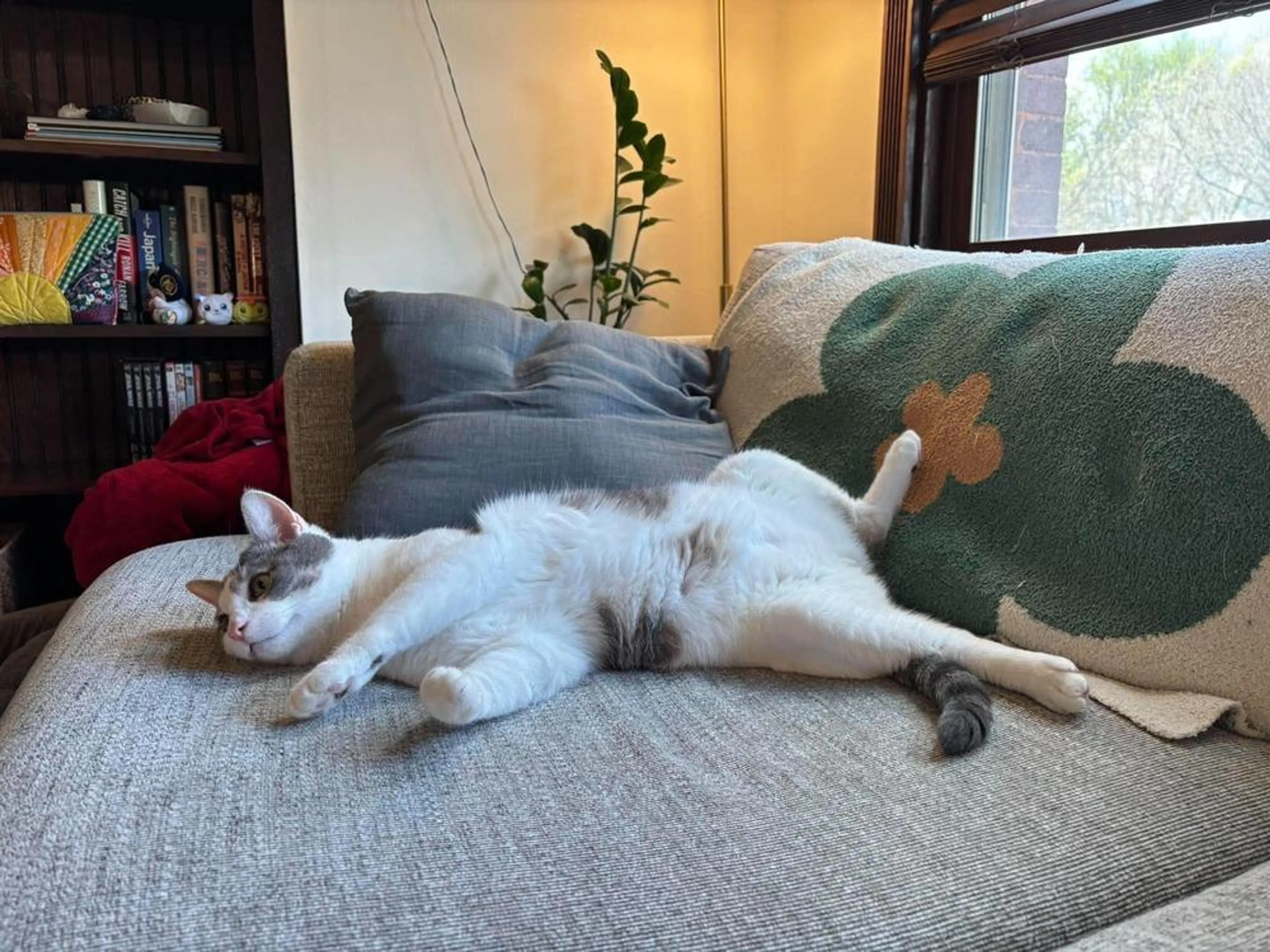 Found pet-3