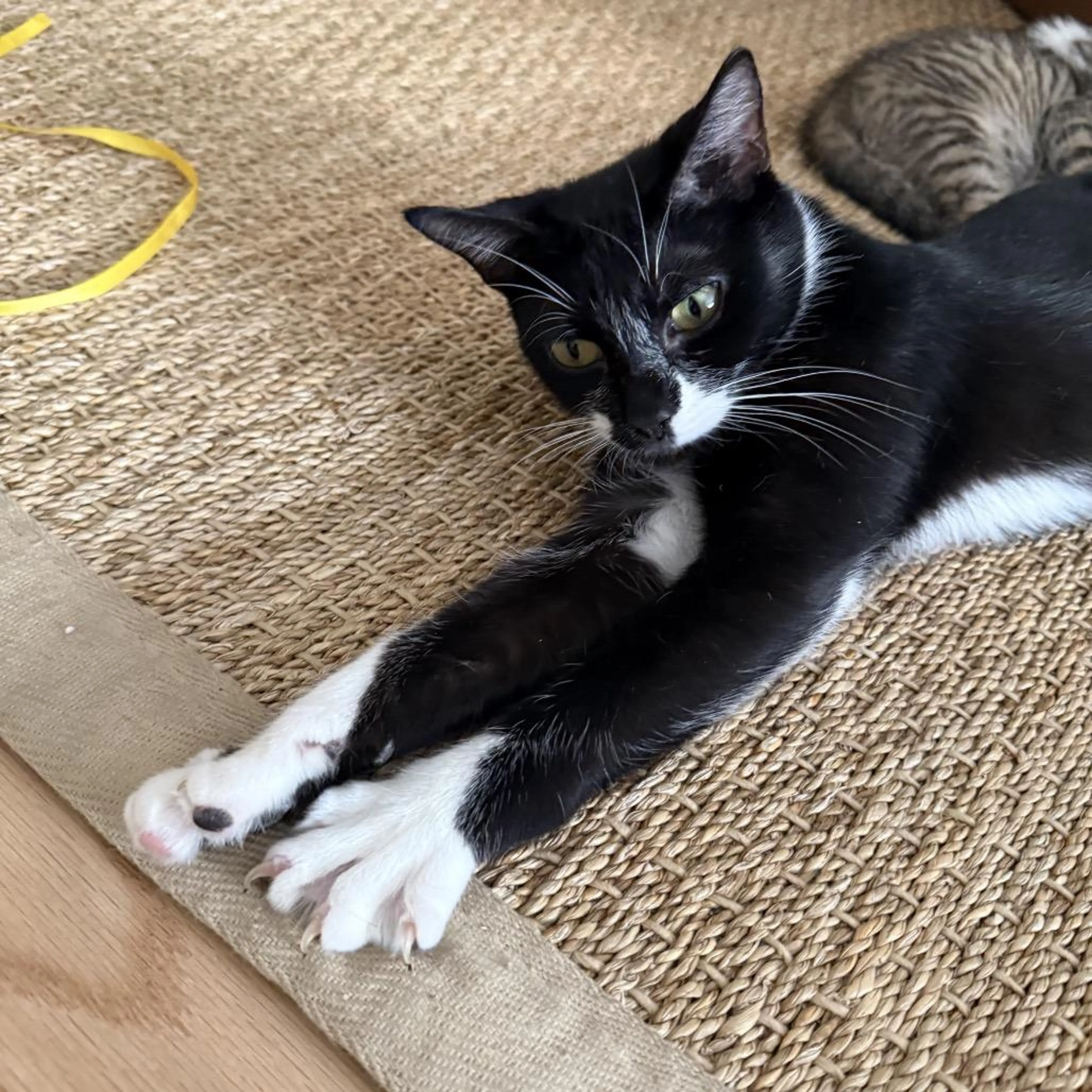 Found pet-5