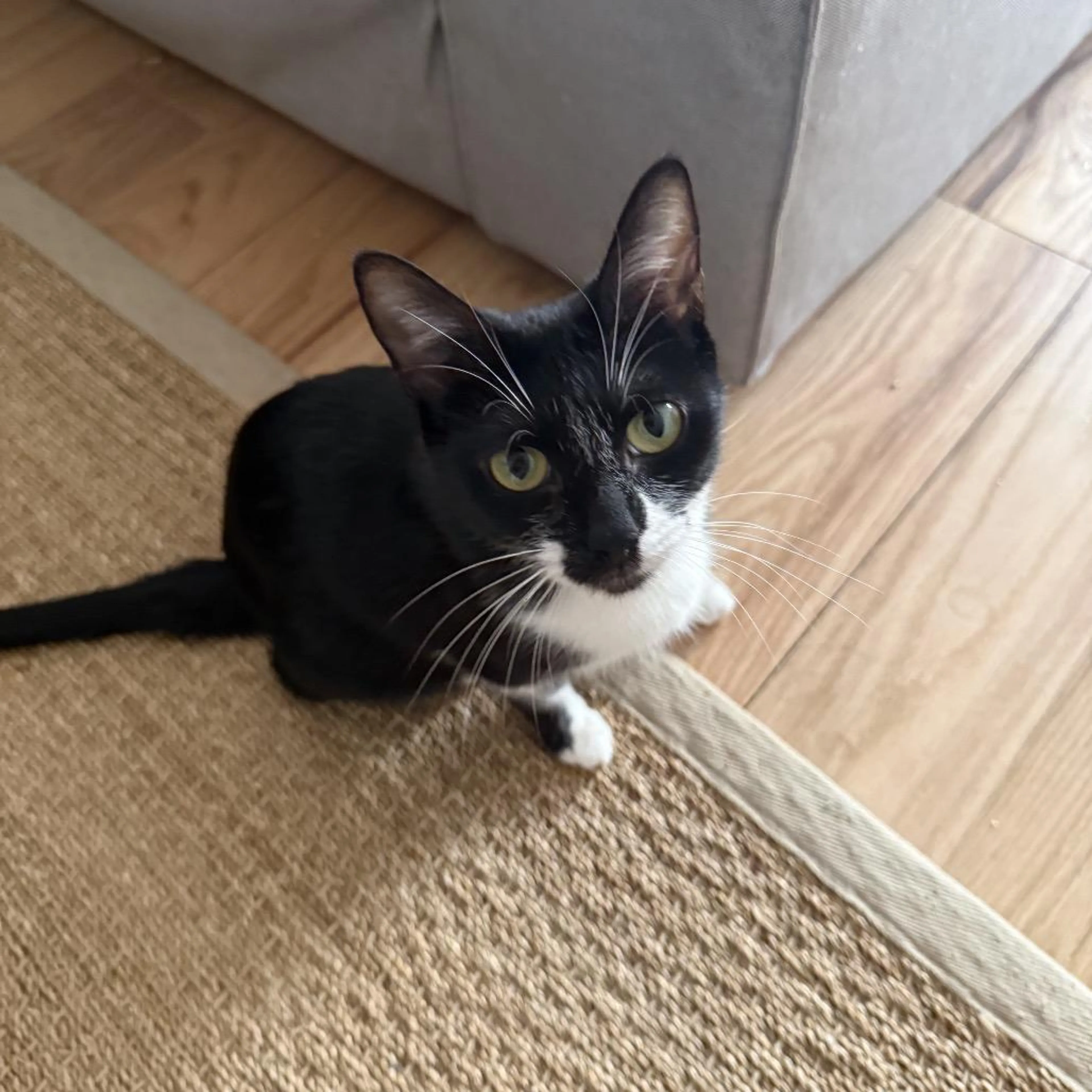 Found pet-0