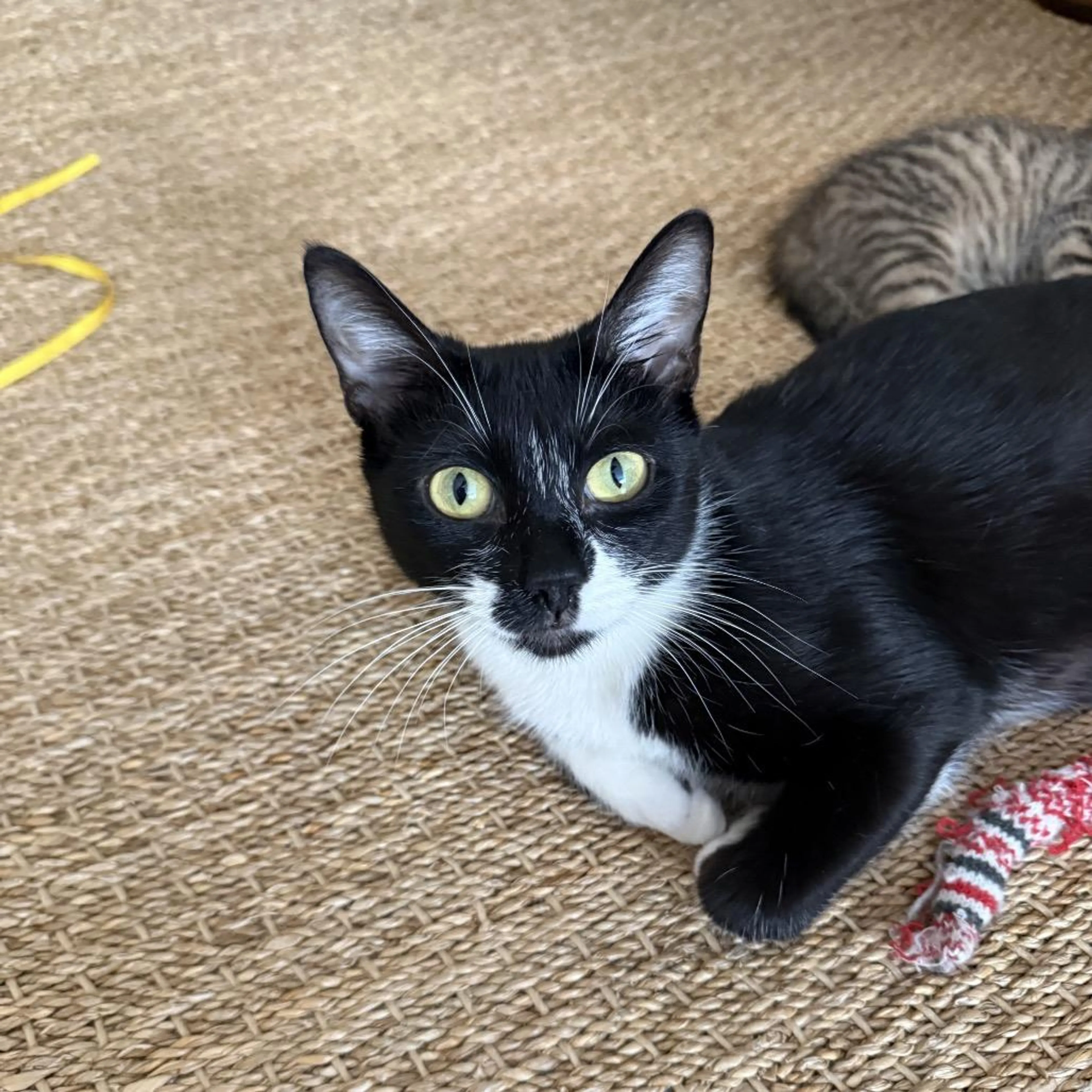Found pet-3
