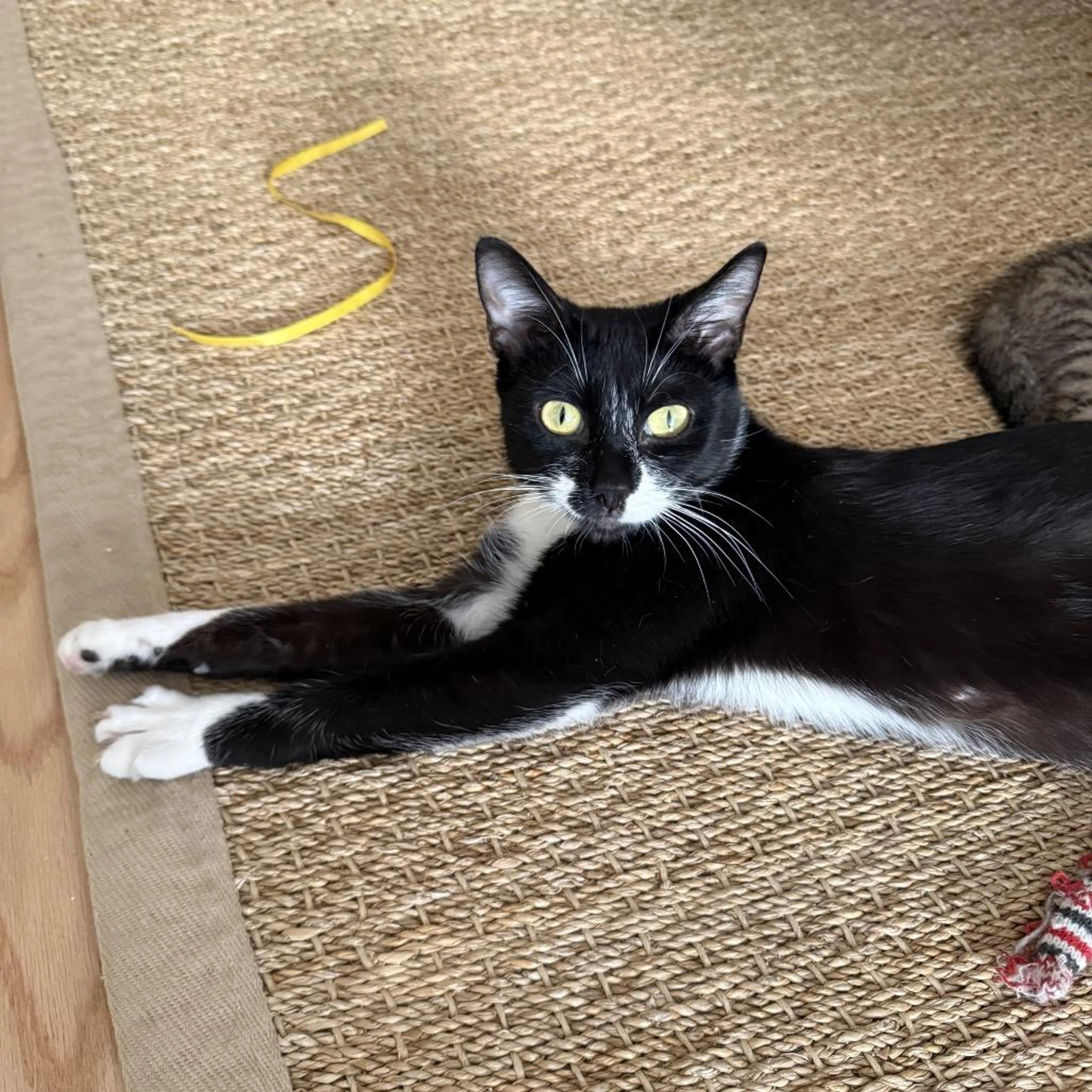Found pet-2