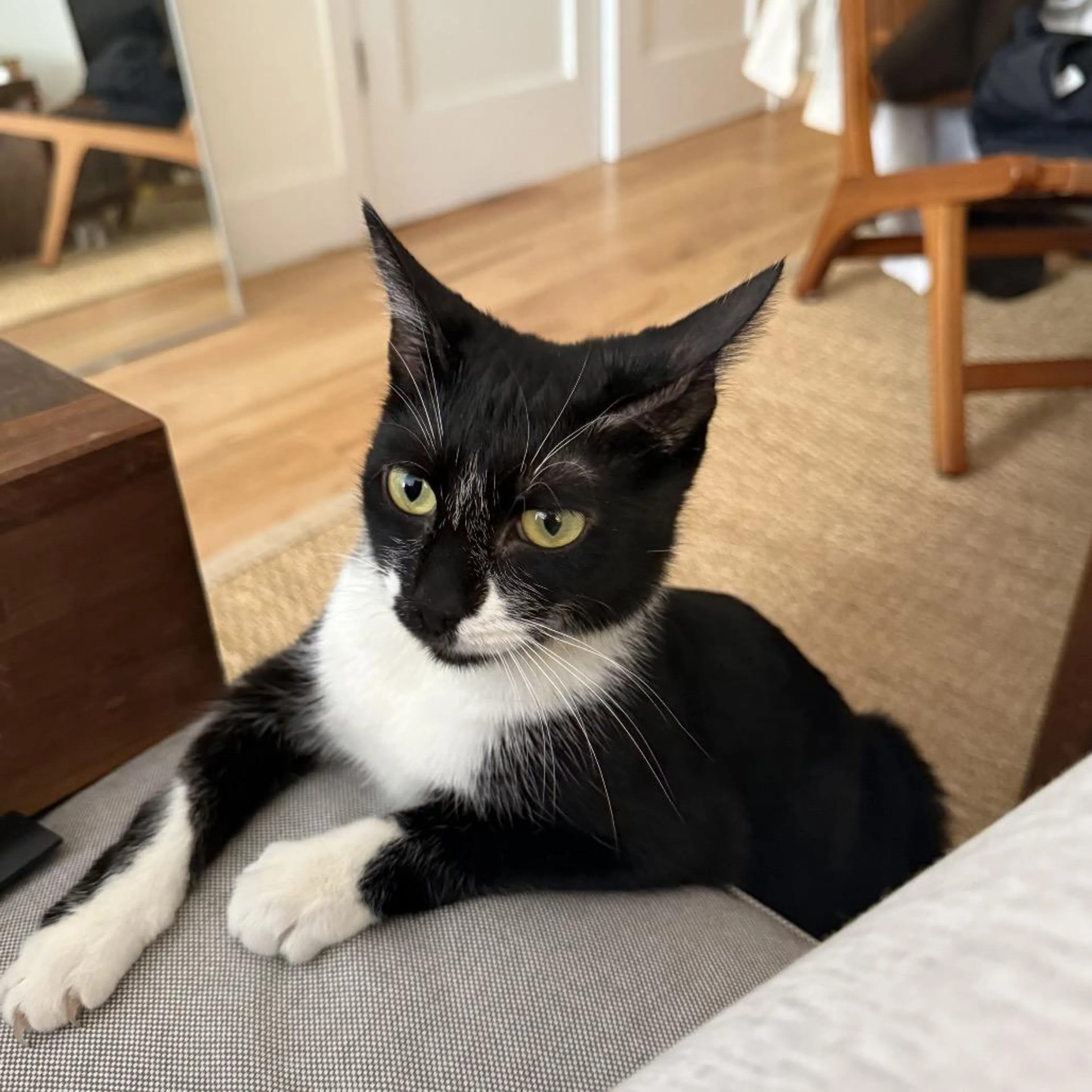 Found pet-1