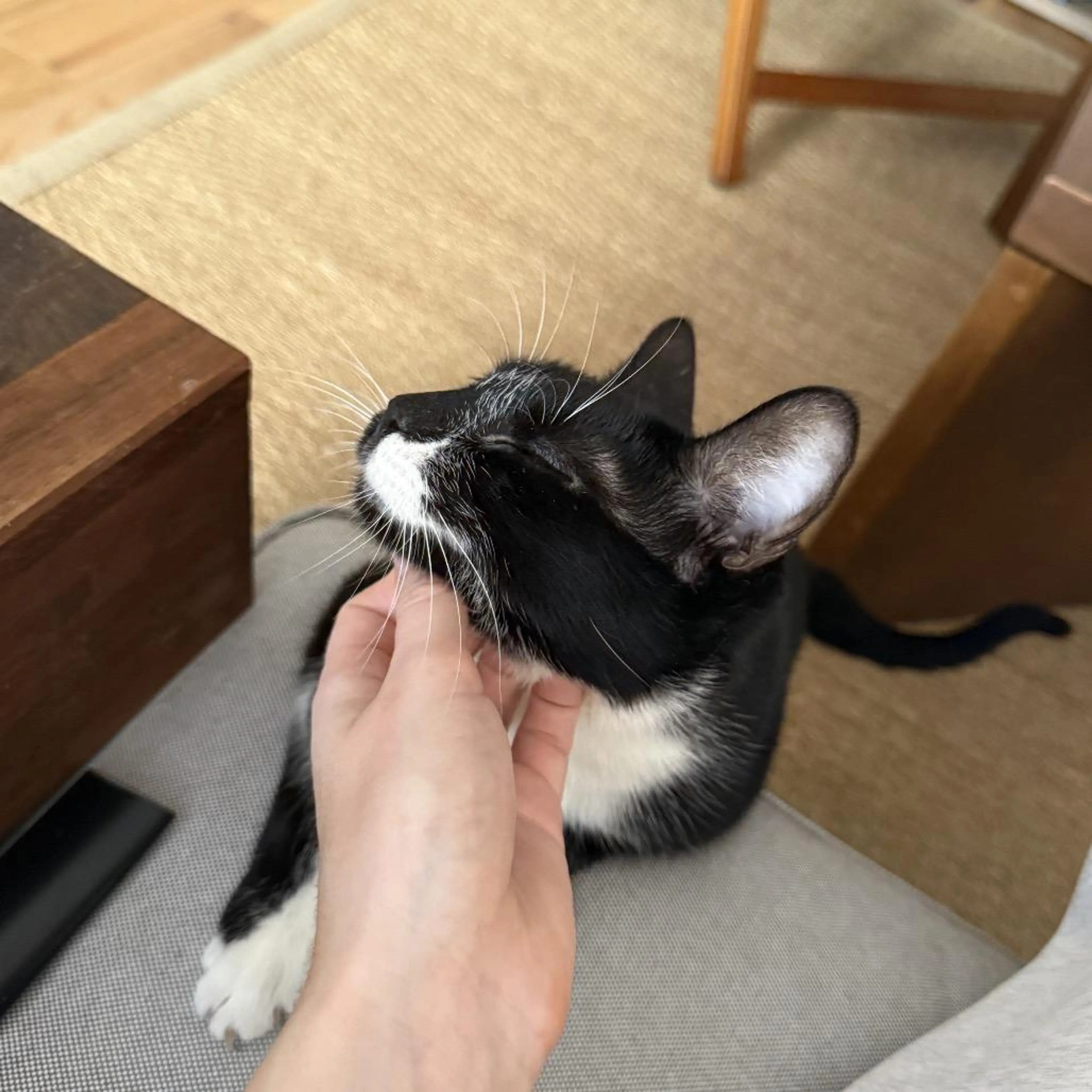 Found pet-4