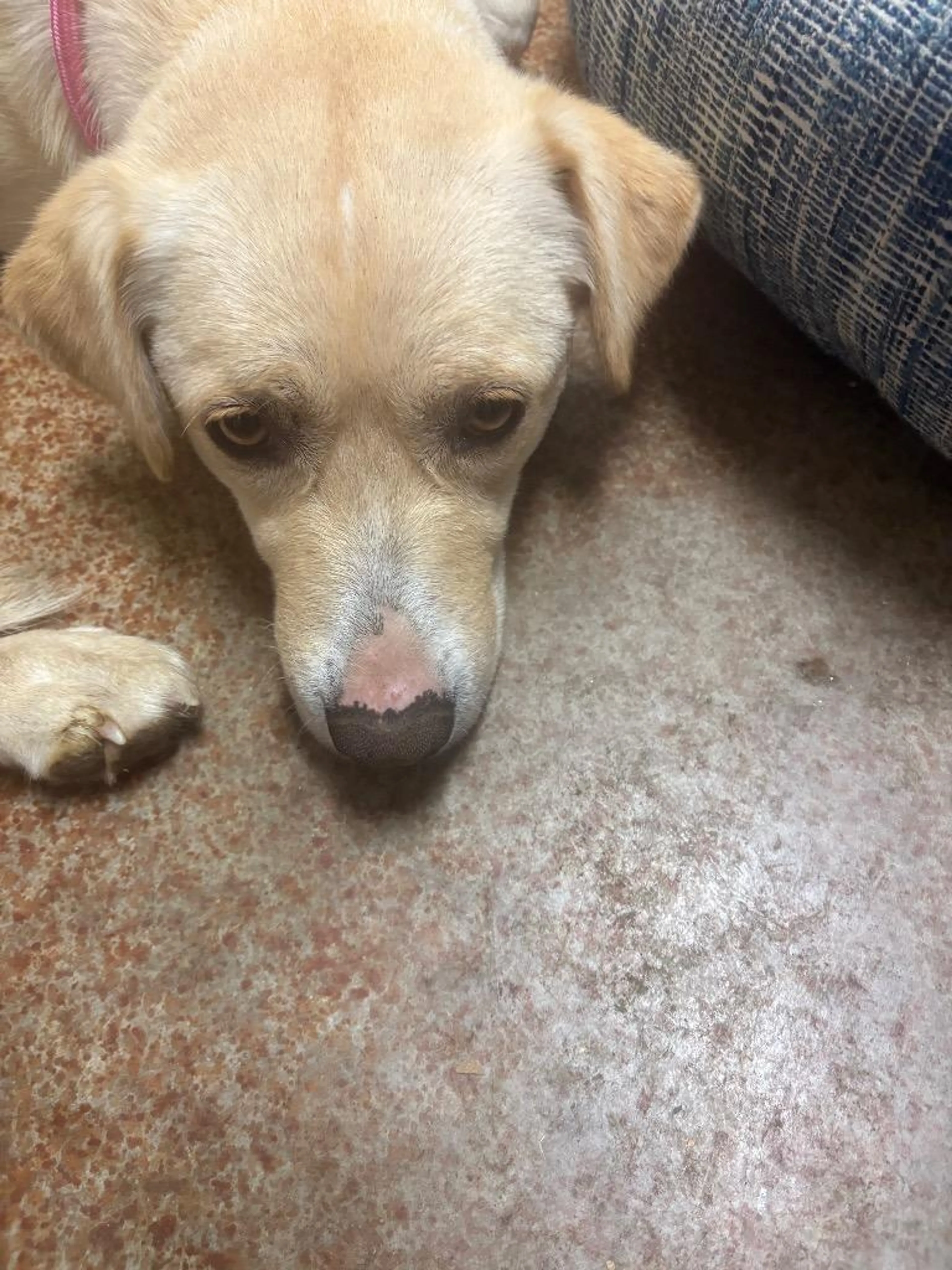 Found pet