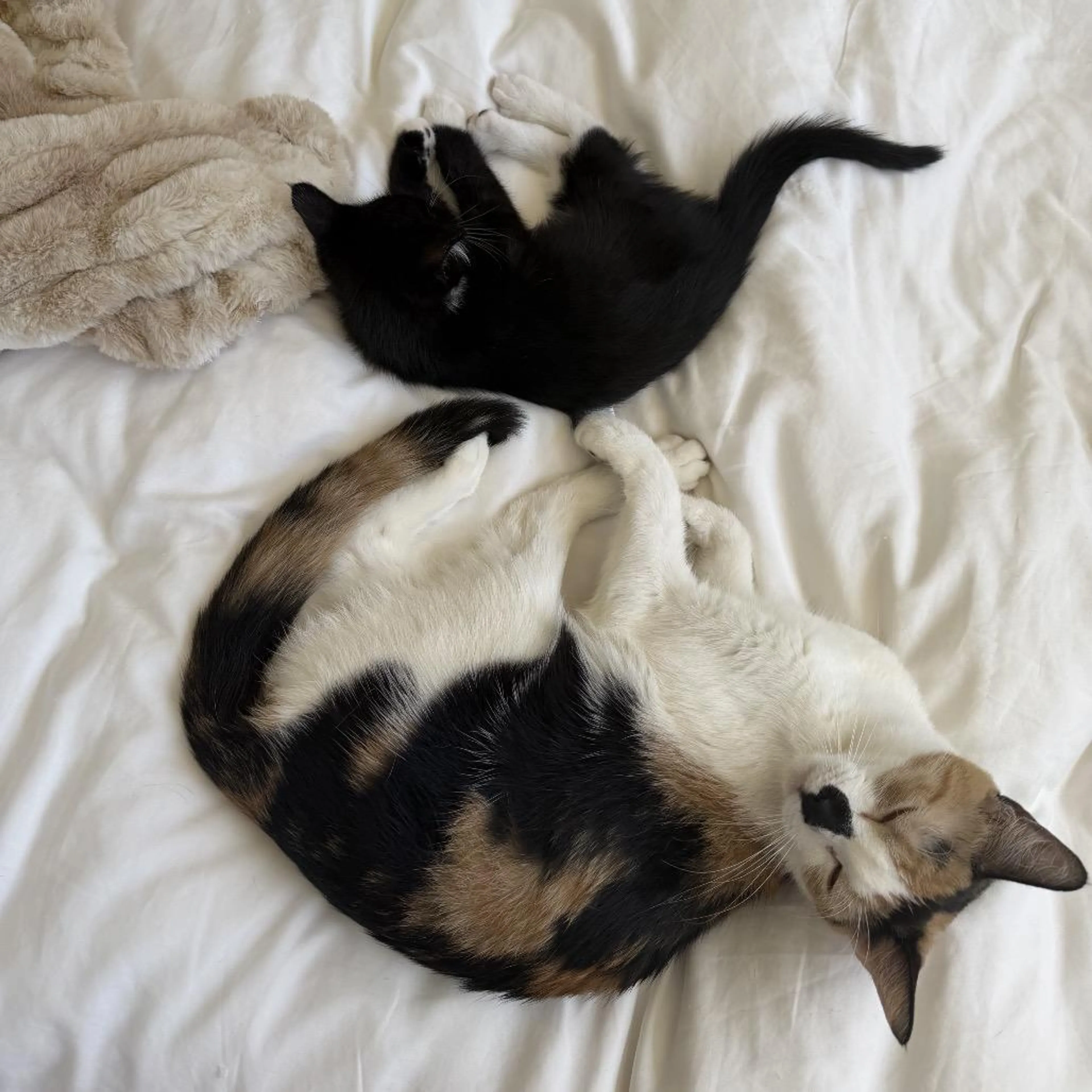 Found pet-5
