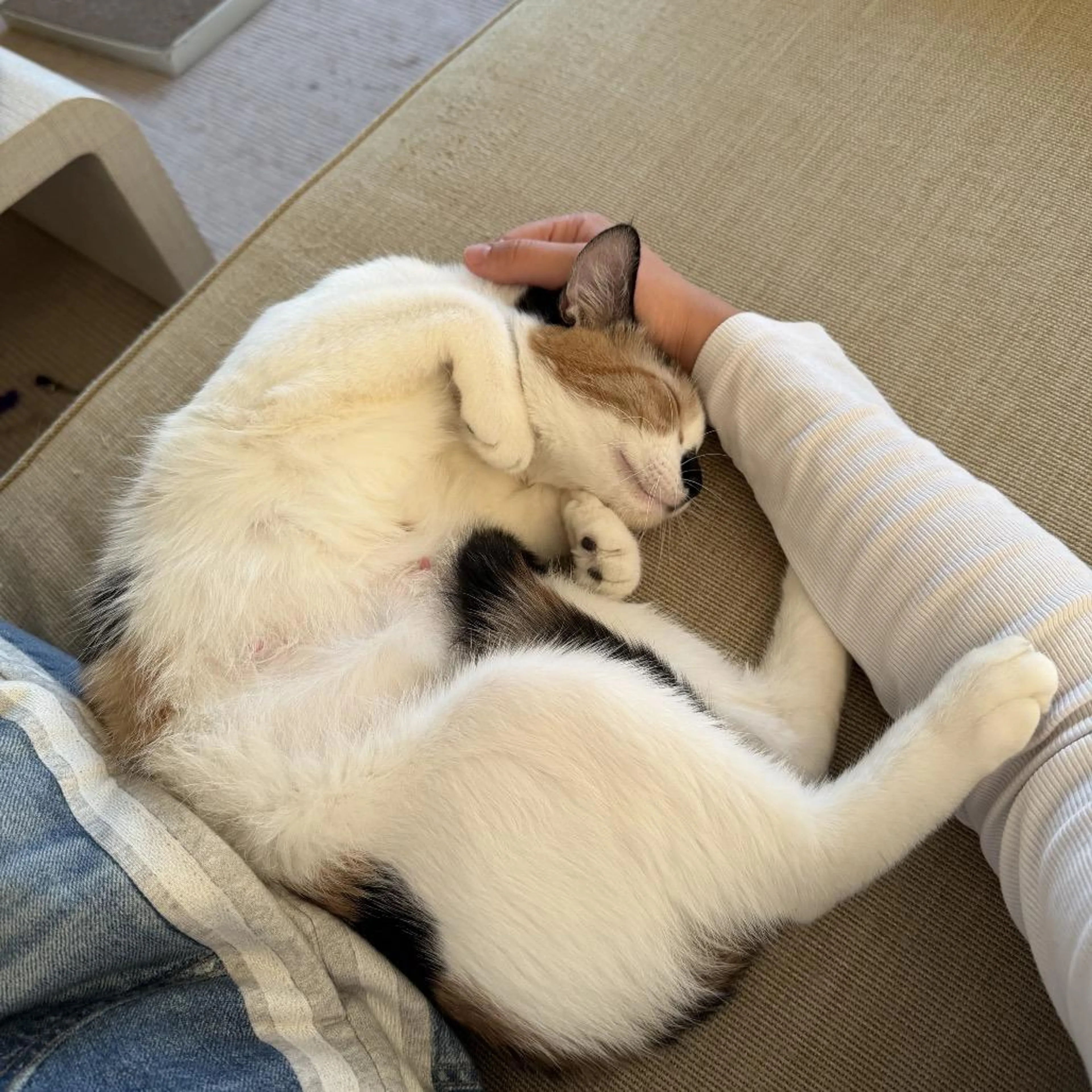 Found pet-0