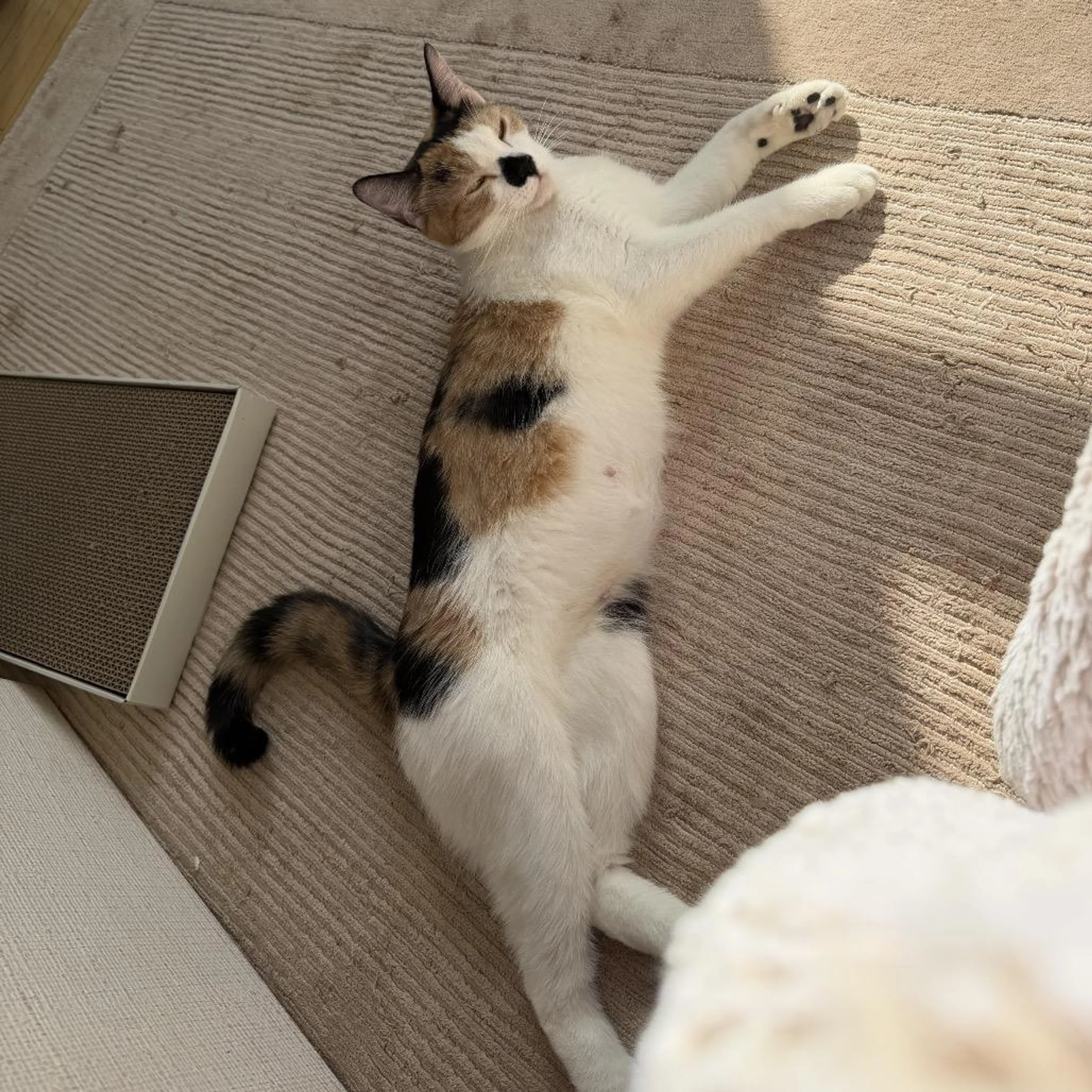 Found pet-2