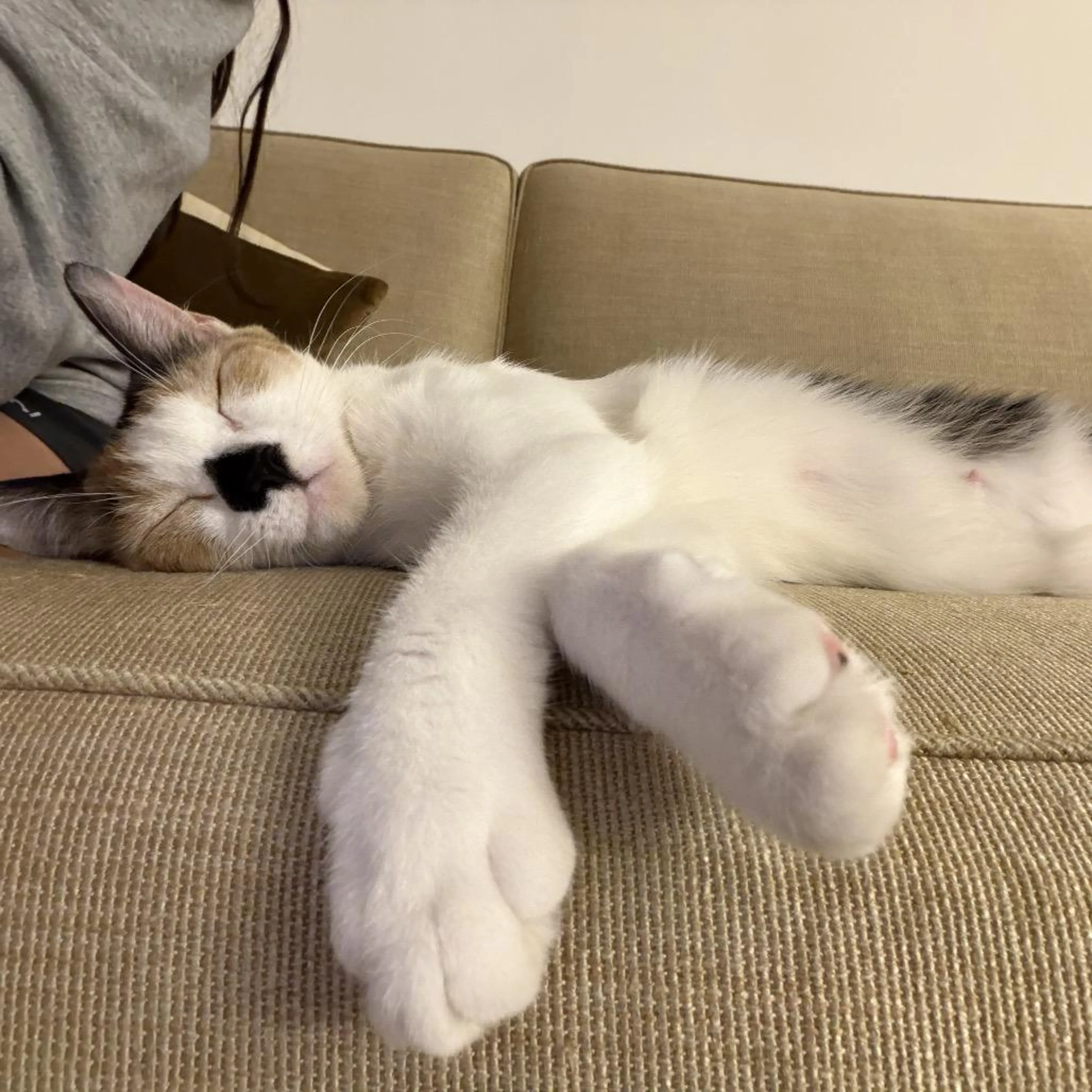 Found pet-3