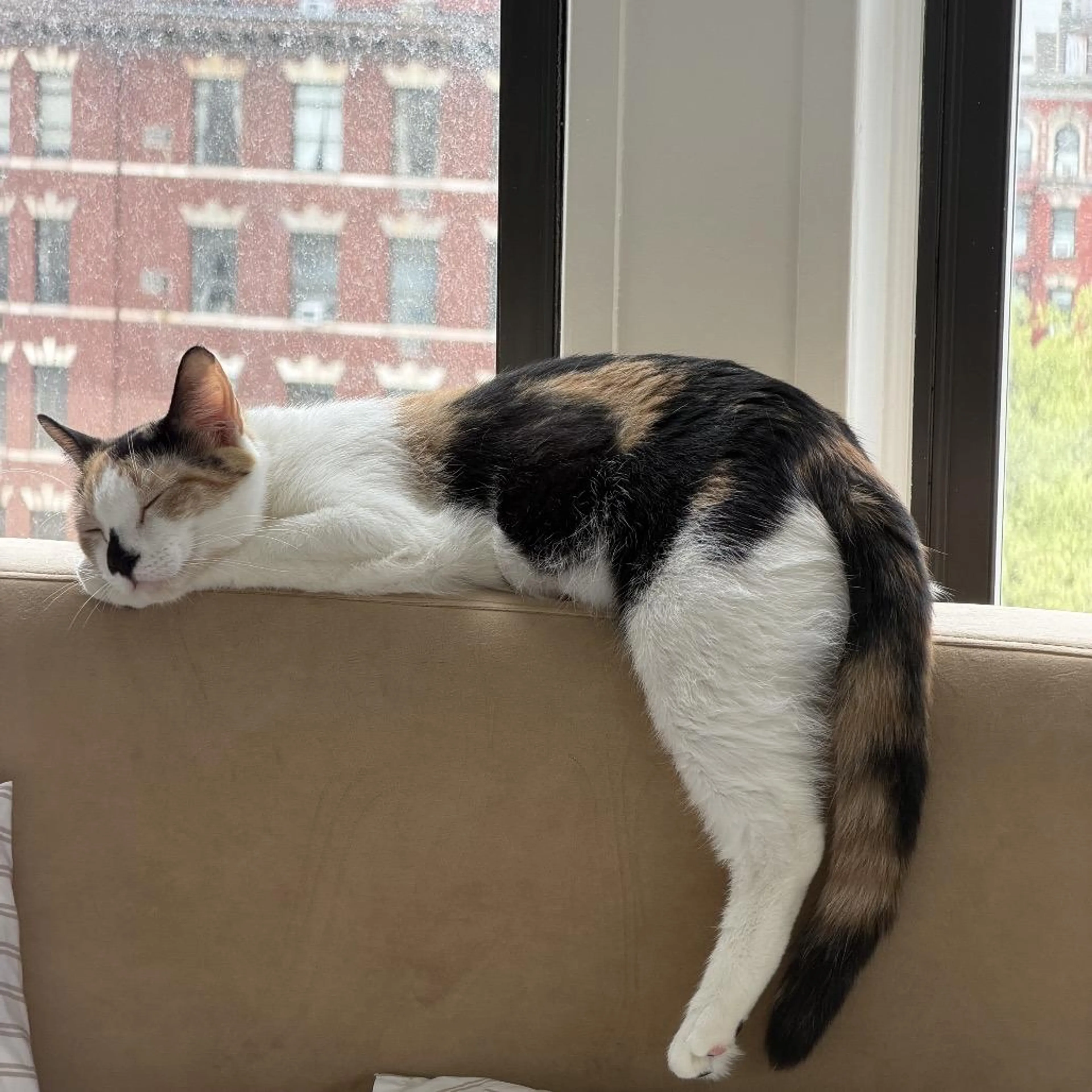 Found pet-4