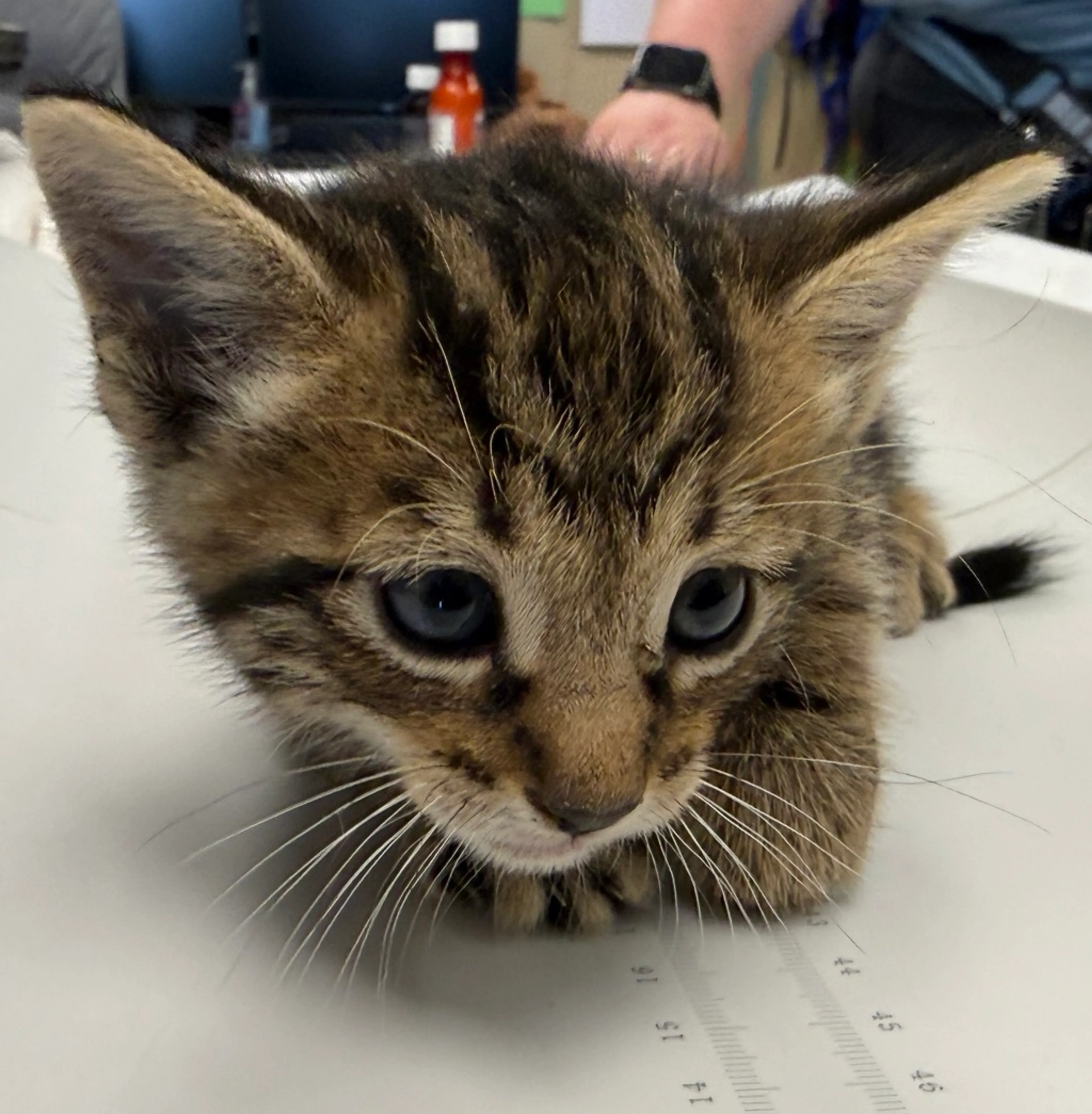 Found pet