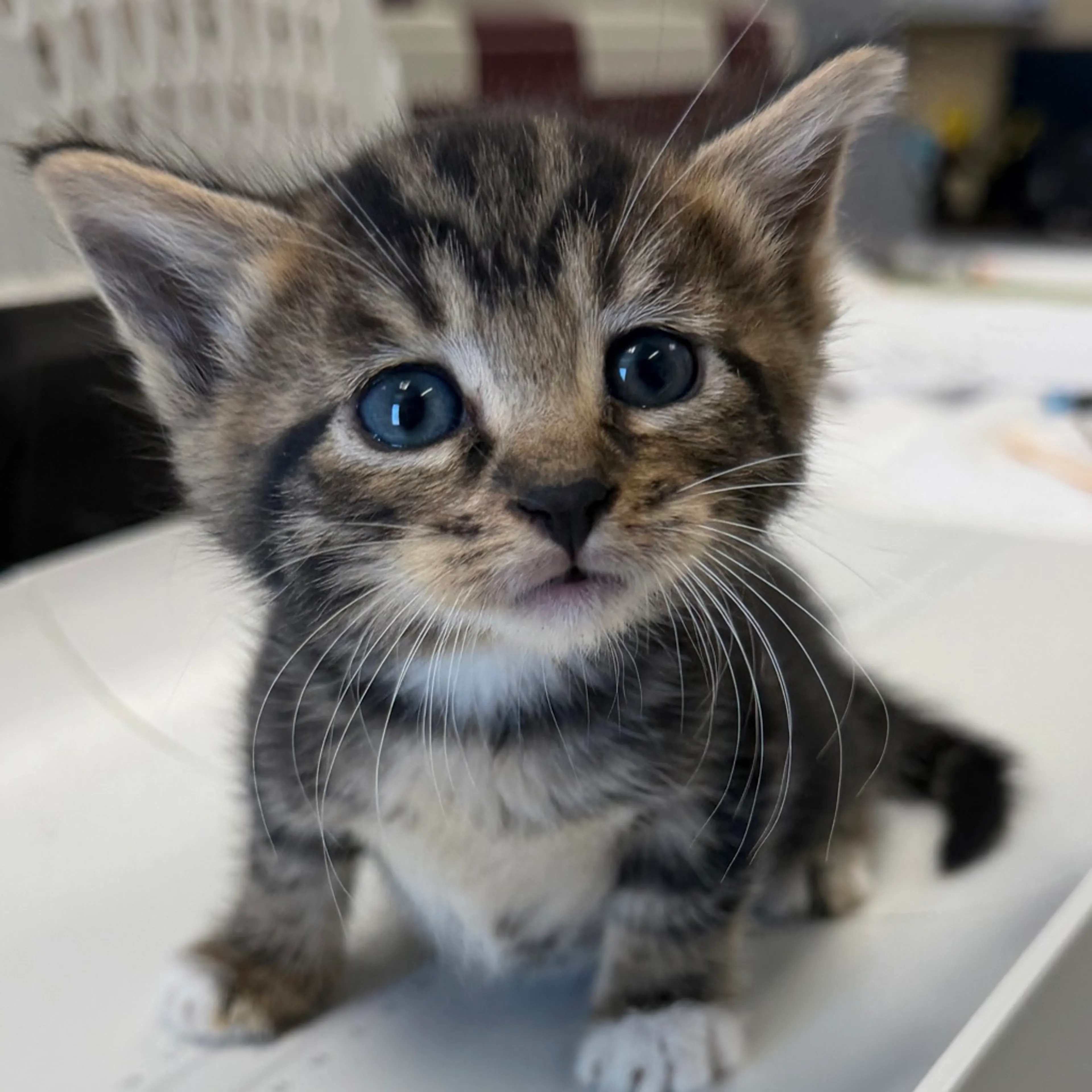 Found pet