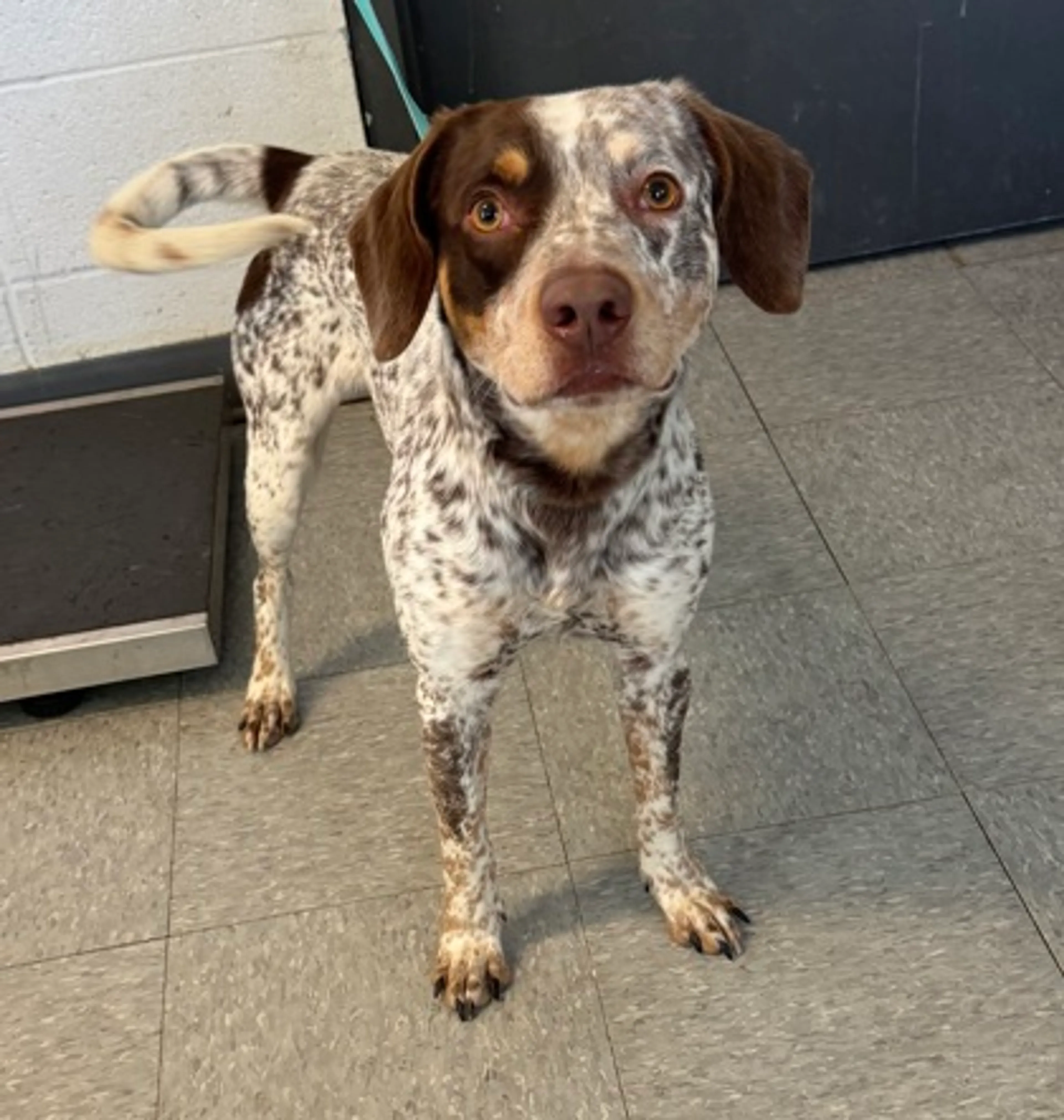 Found pet