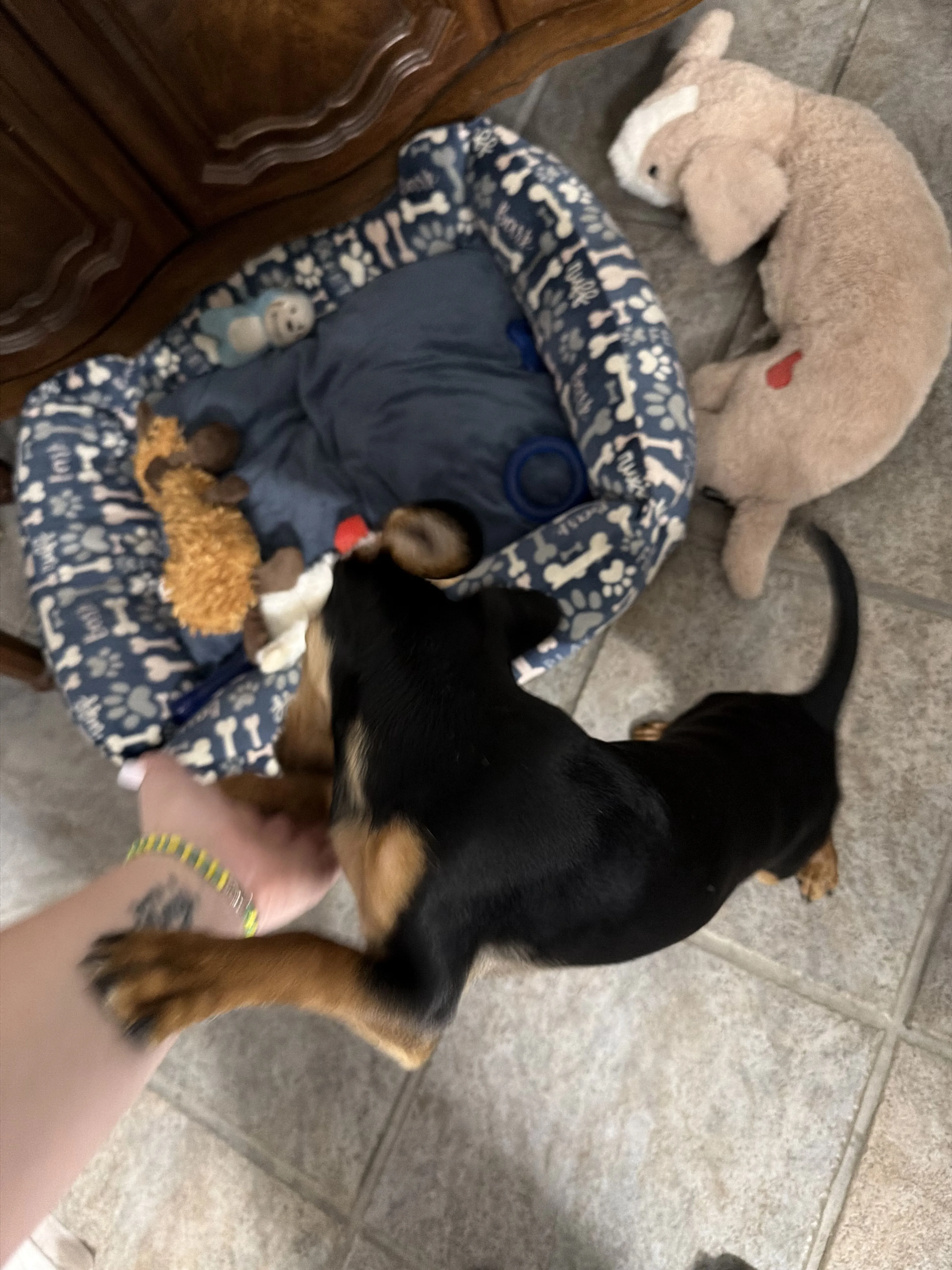 Lost pet-1