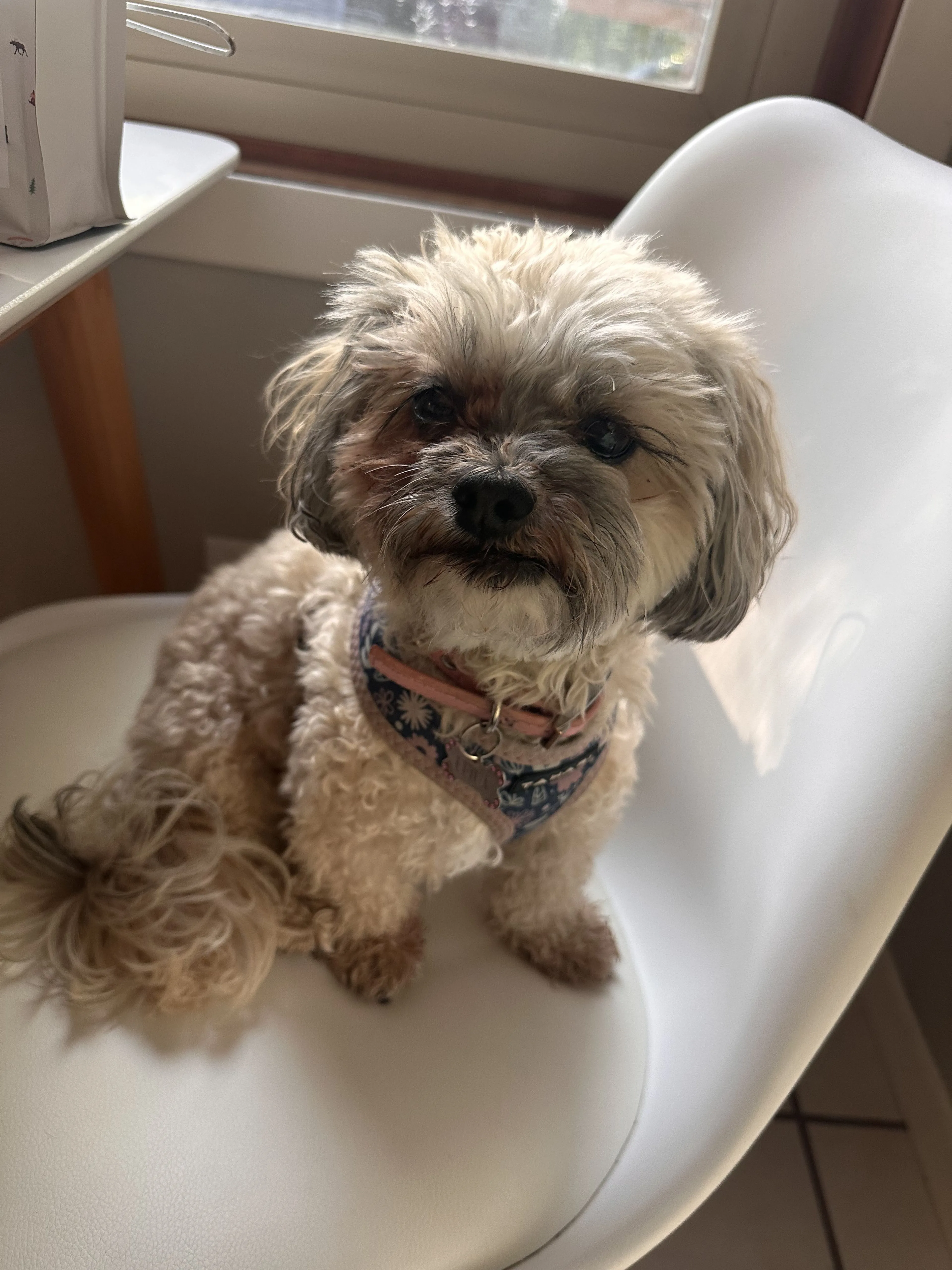 Lost pet
