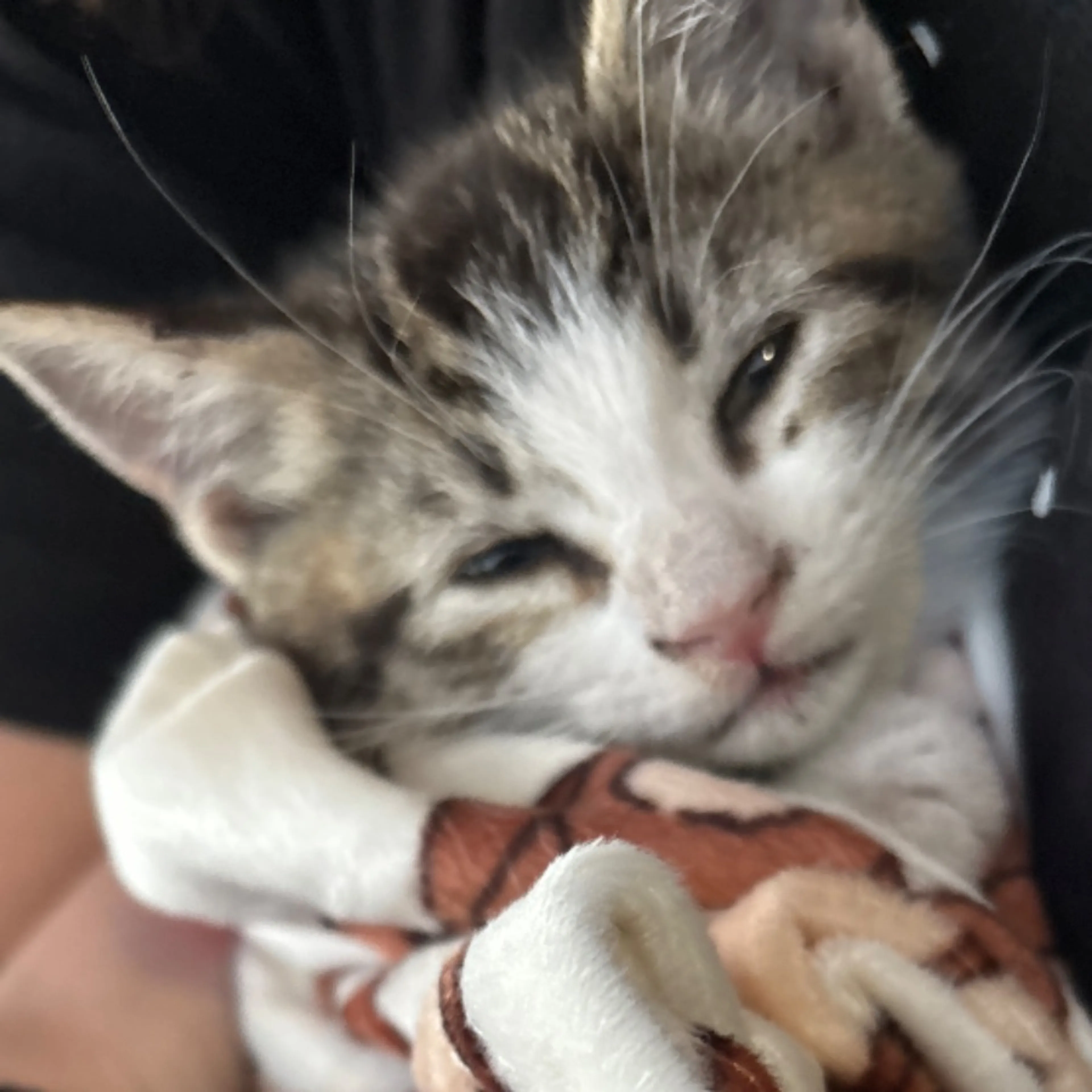 Found pet