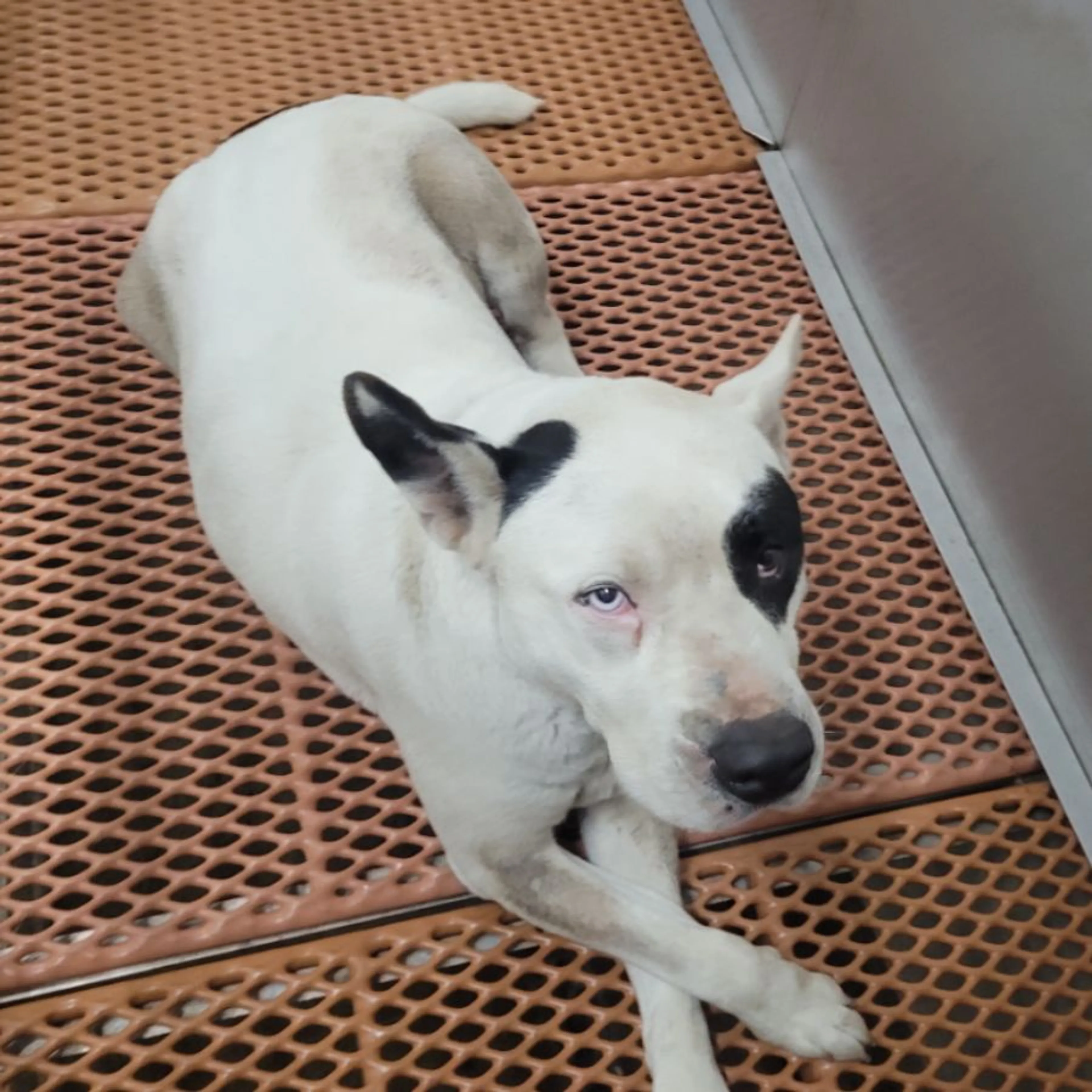 Found pet-0