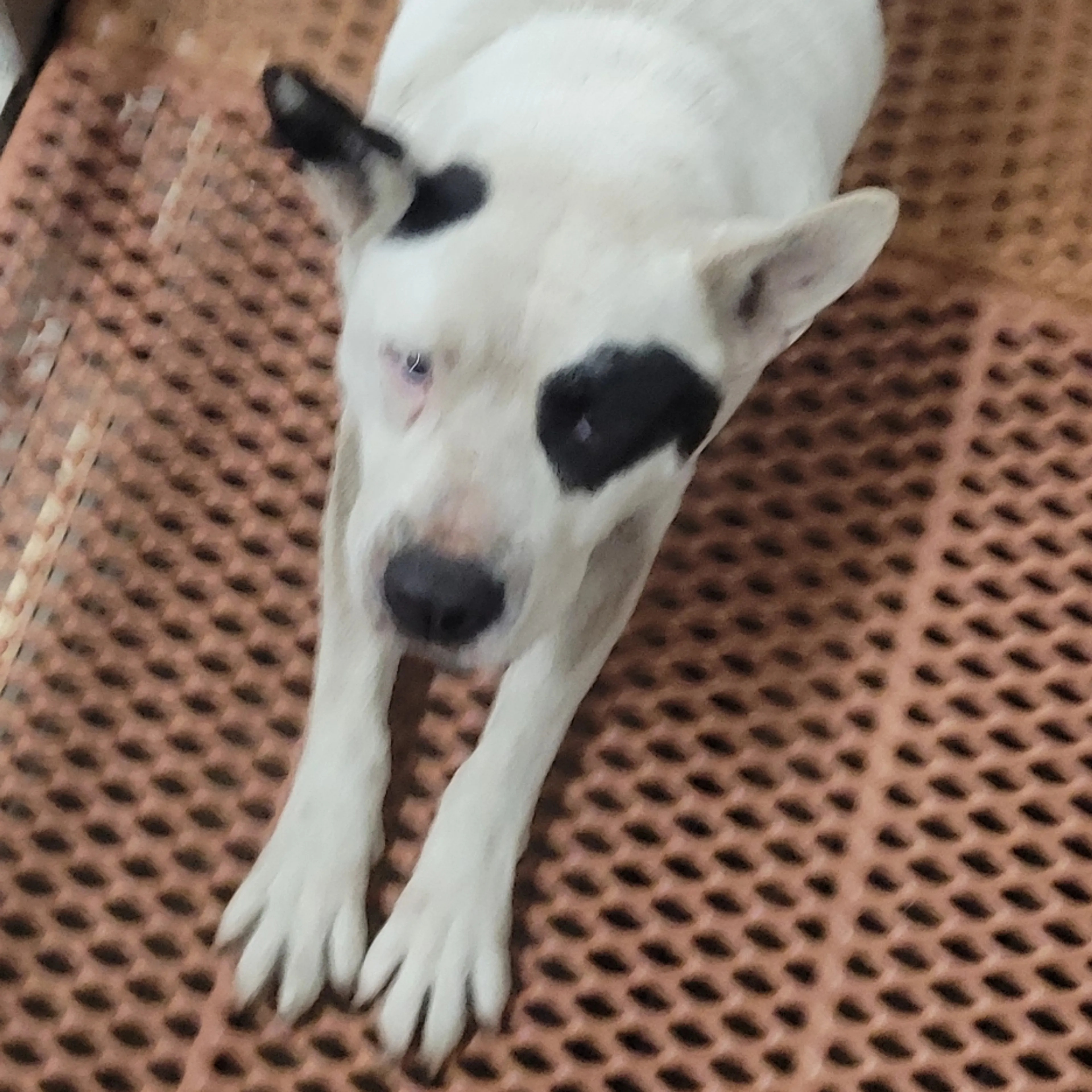 Found pet-1