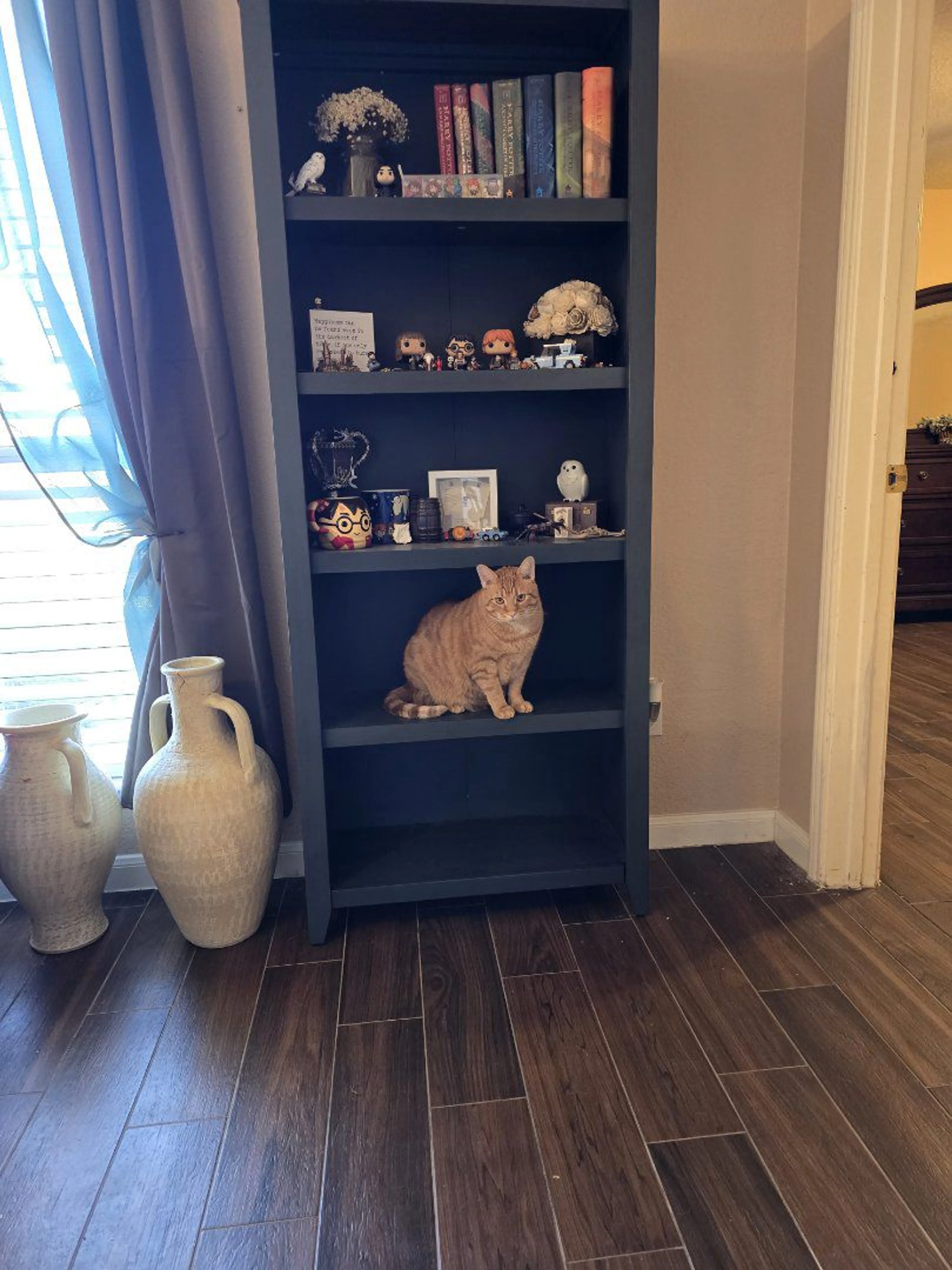 Lost pet-1