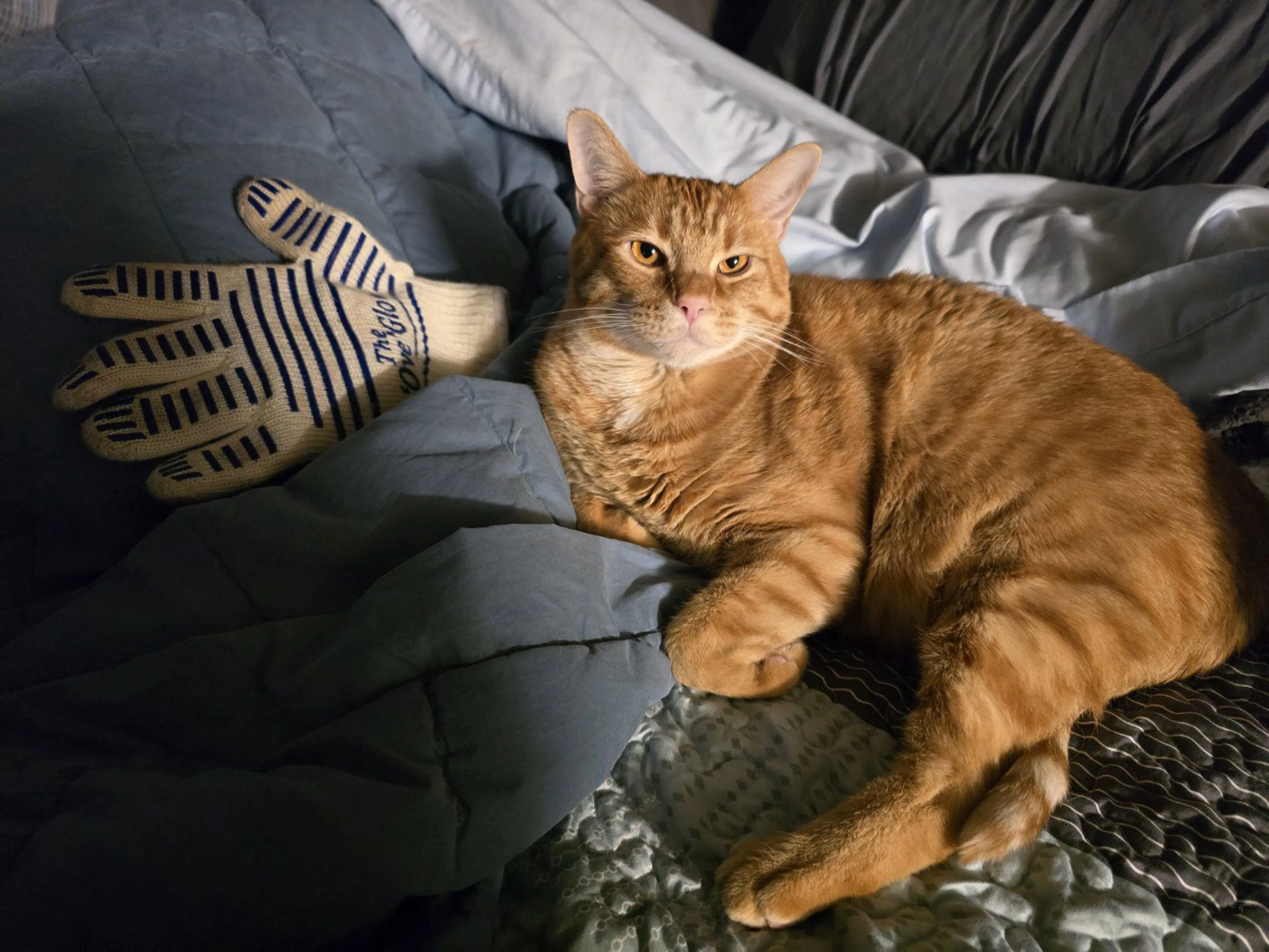 Lost pet-4