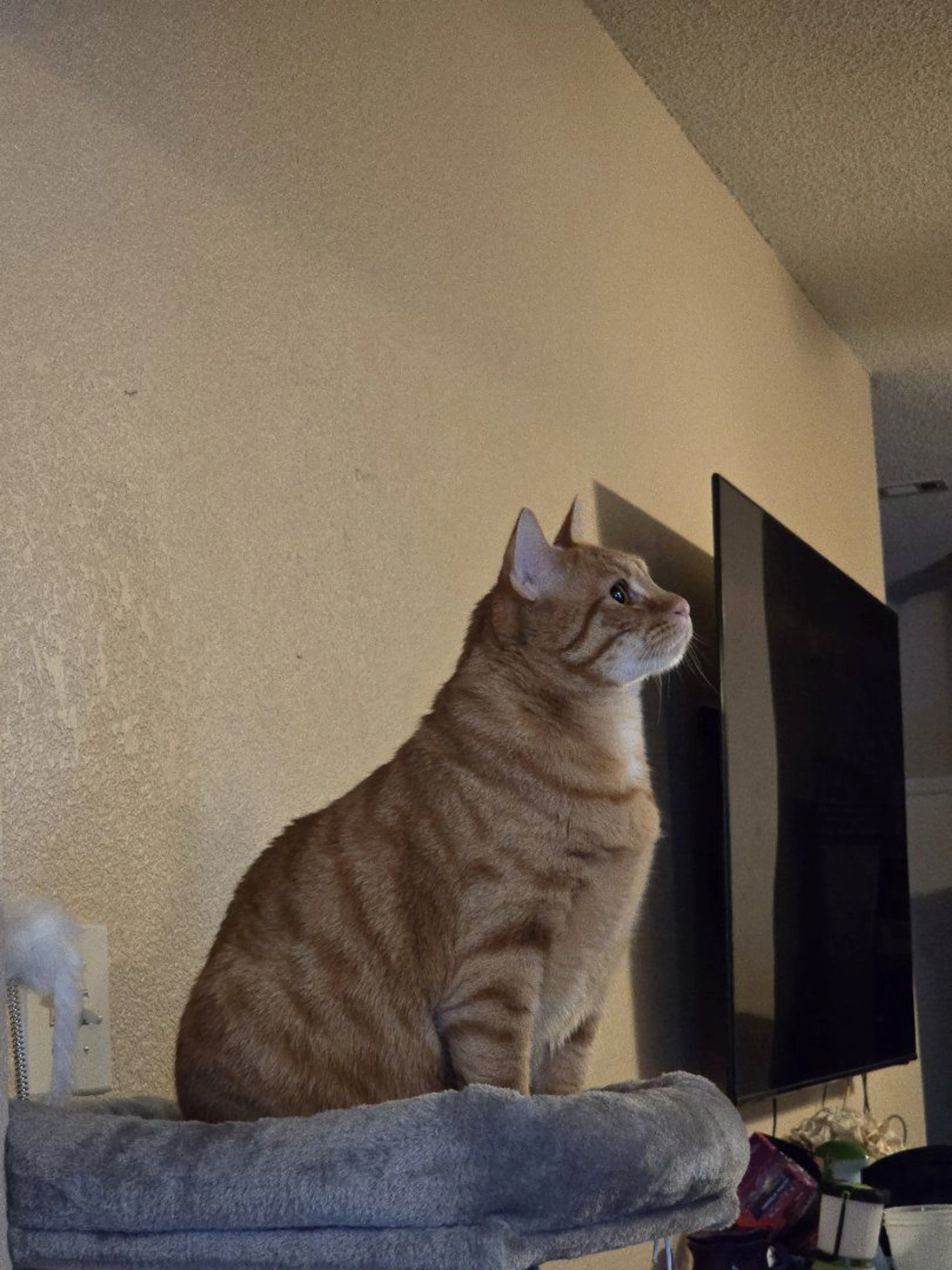 Lost pet-3