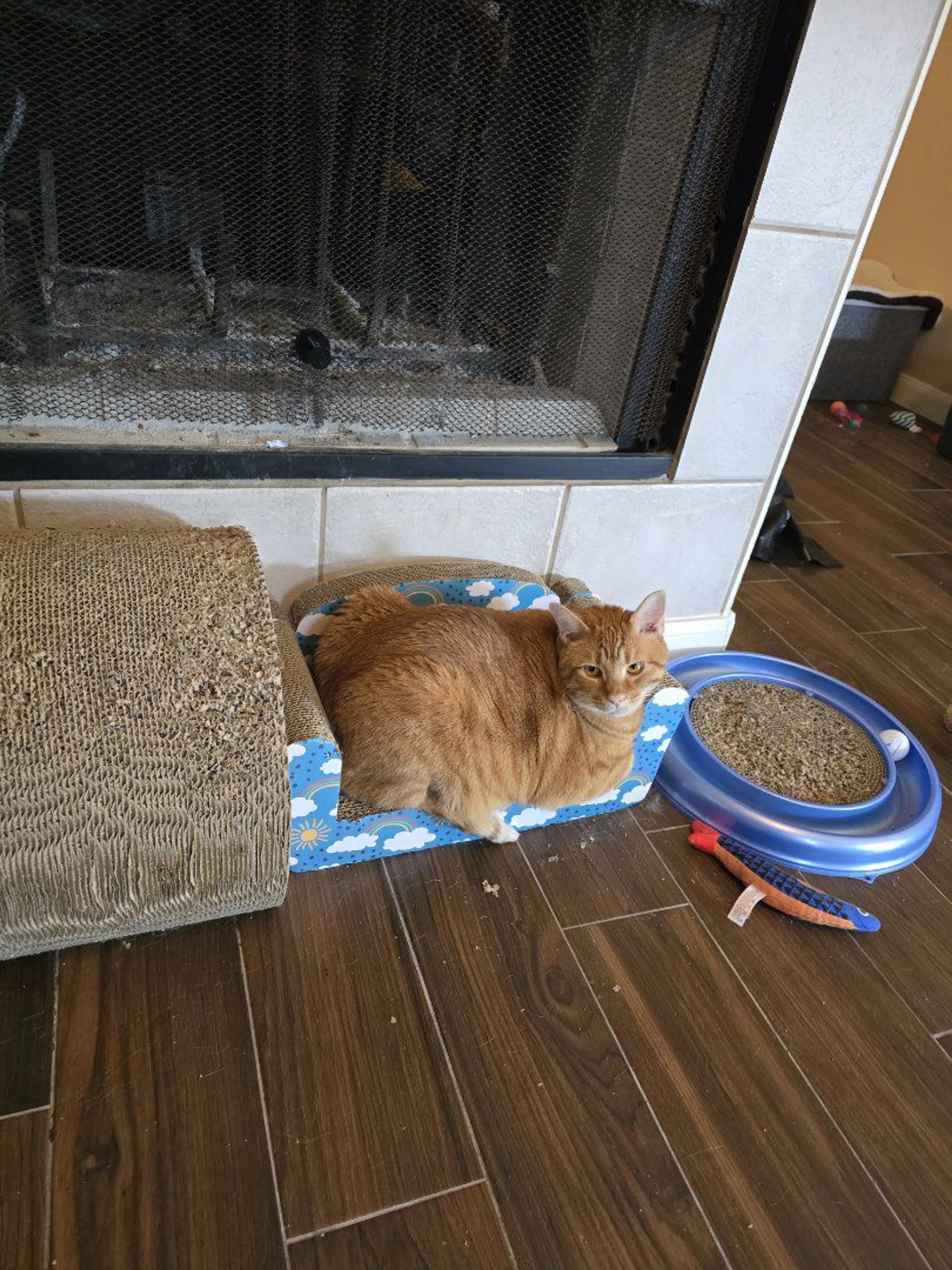Lost pet-2
