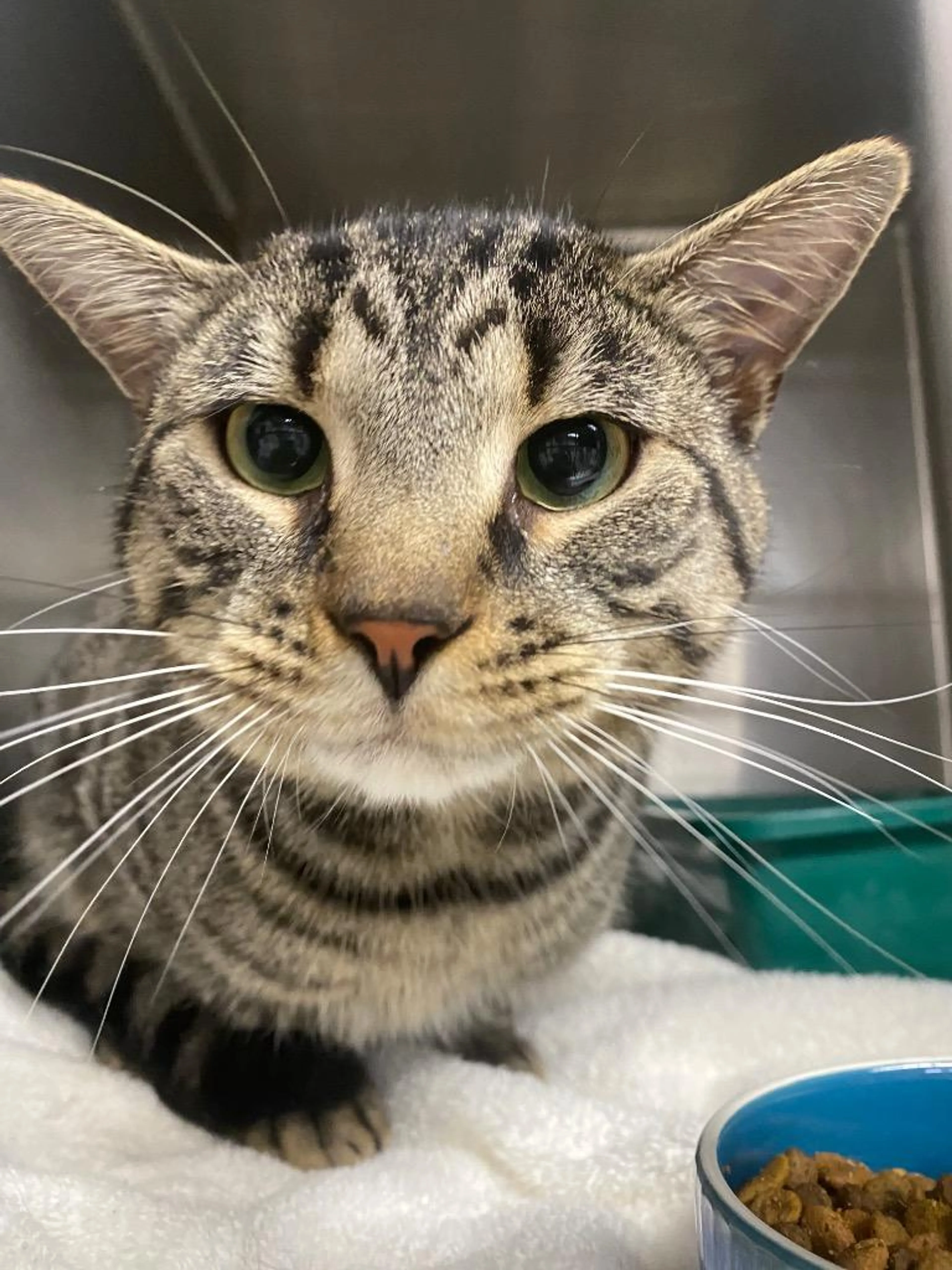 Found pet-1