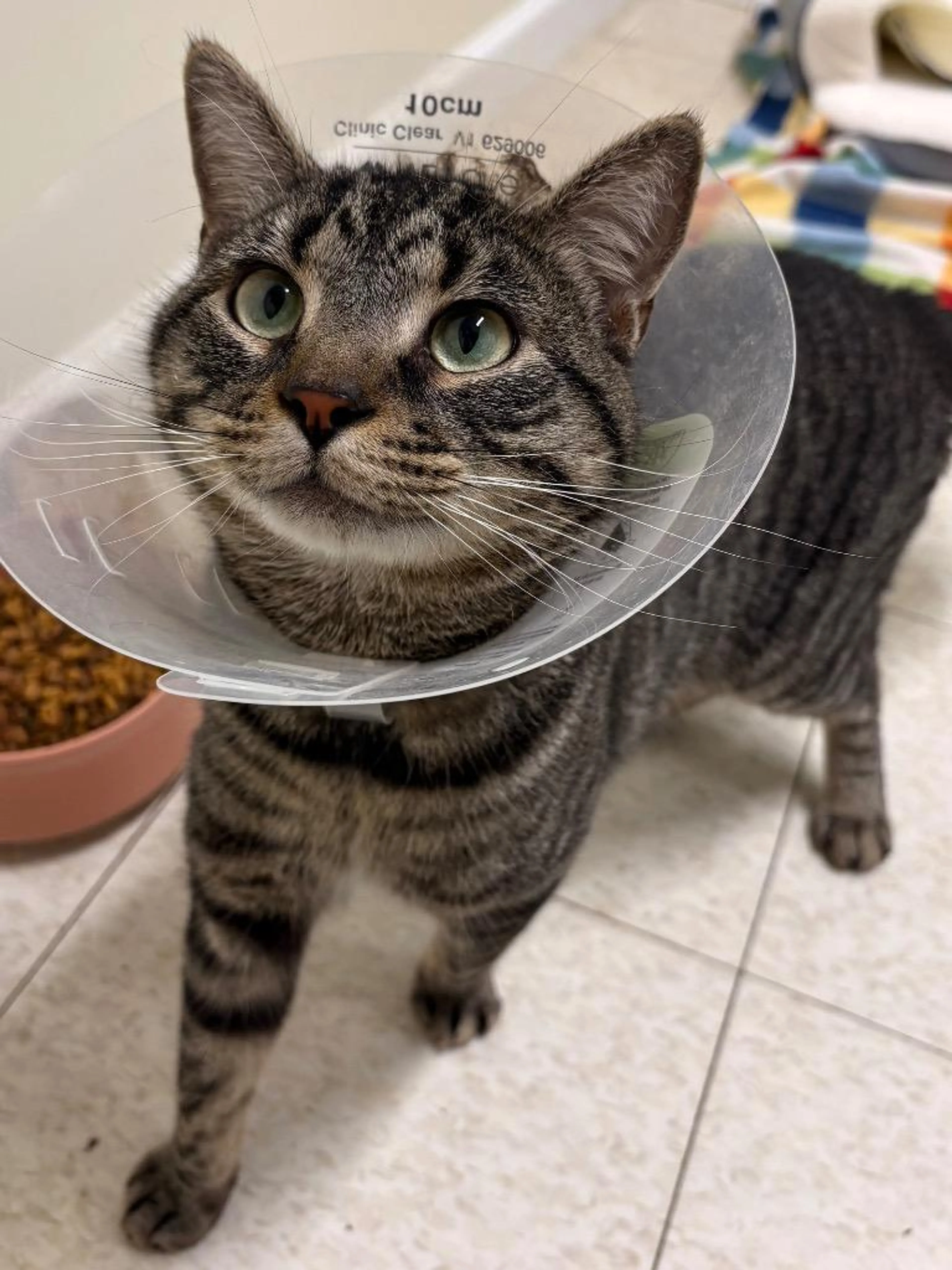 Found pet-2