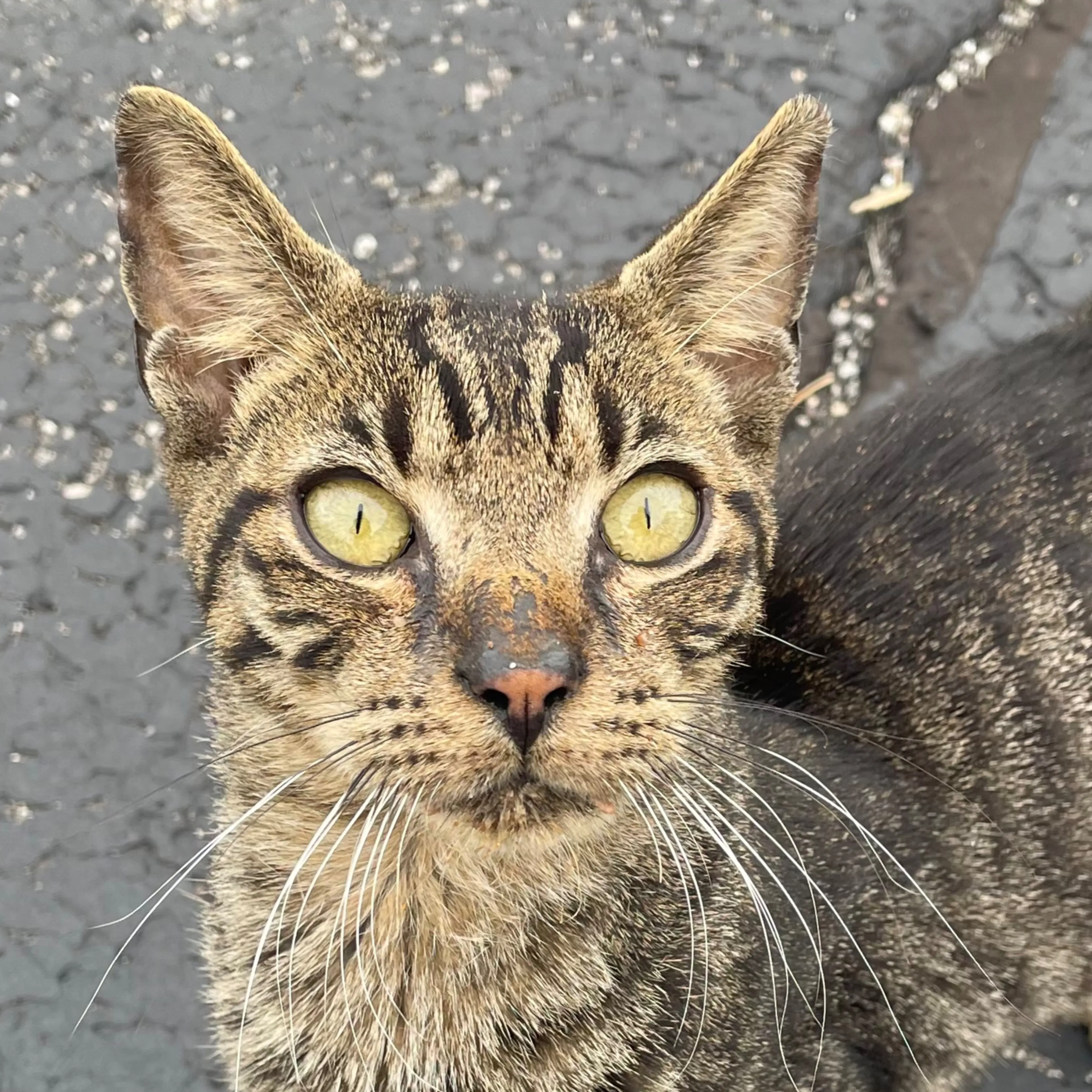 Found pet-2