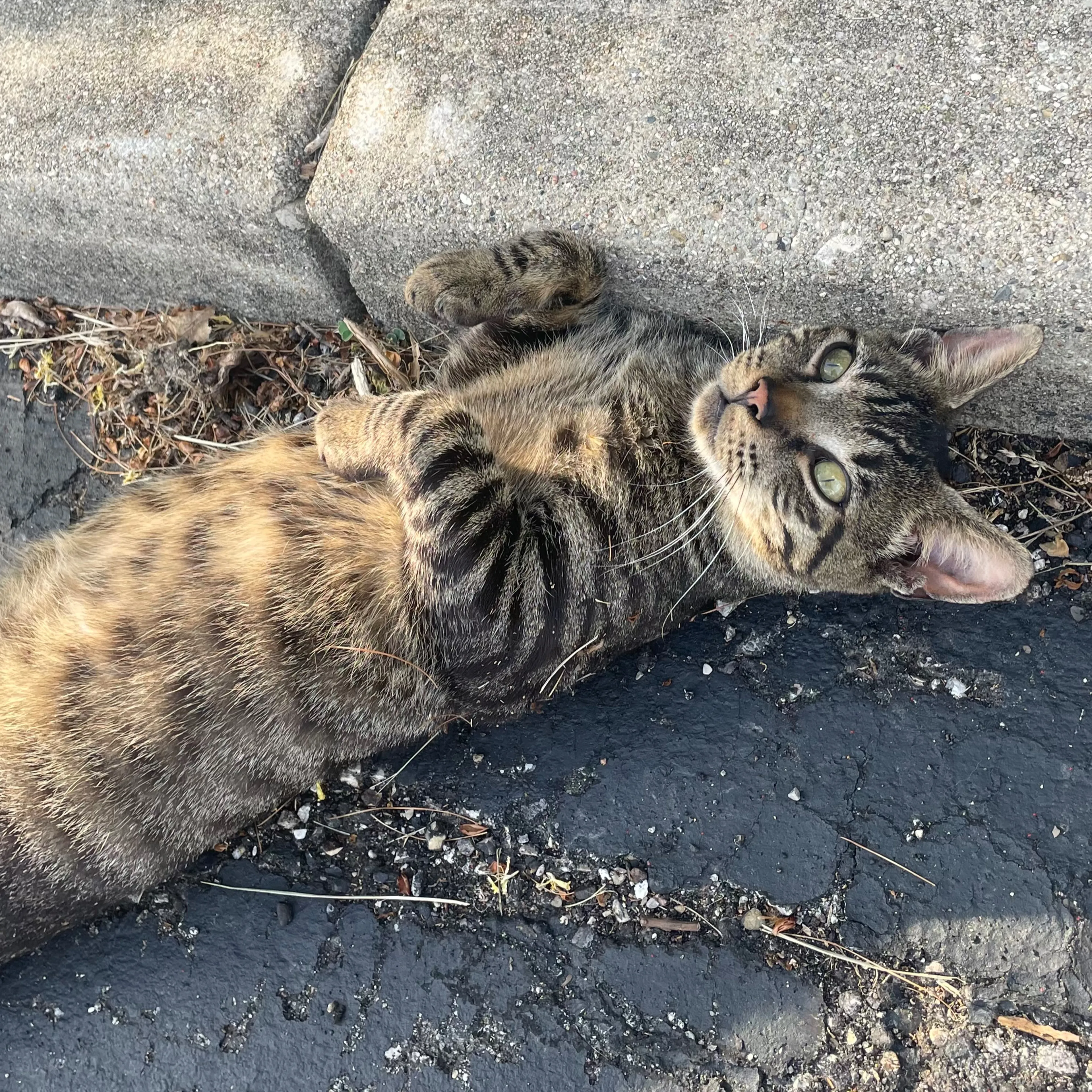 Found pet-1