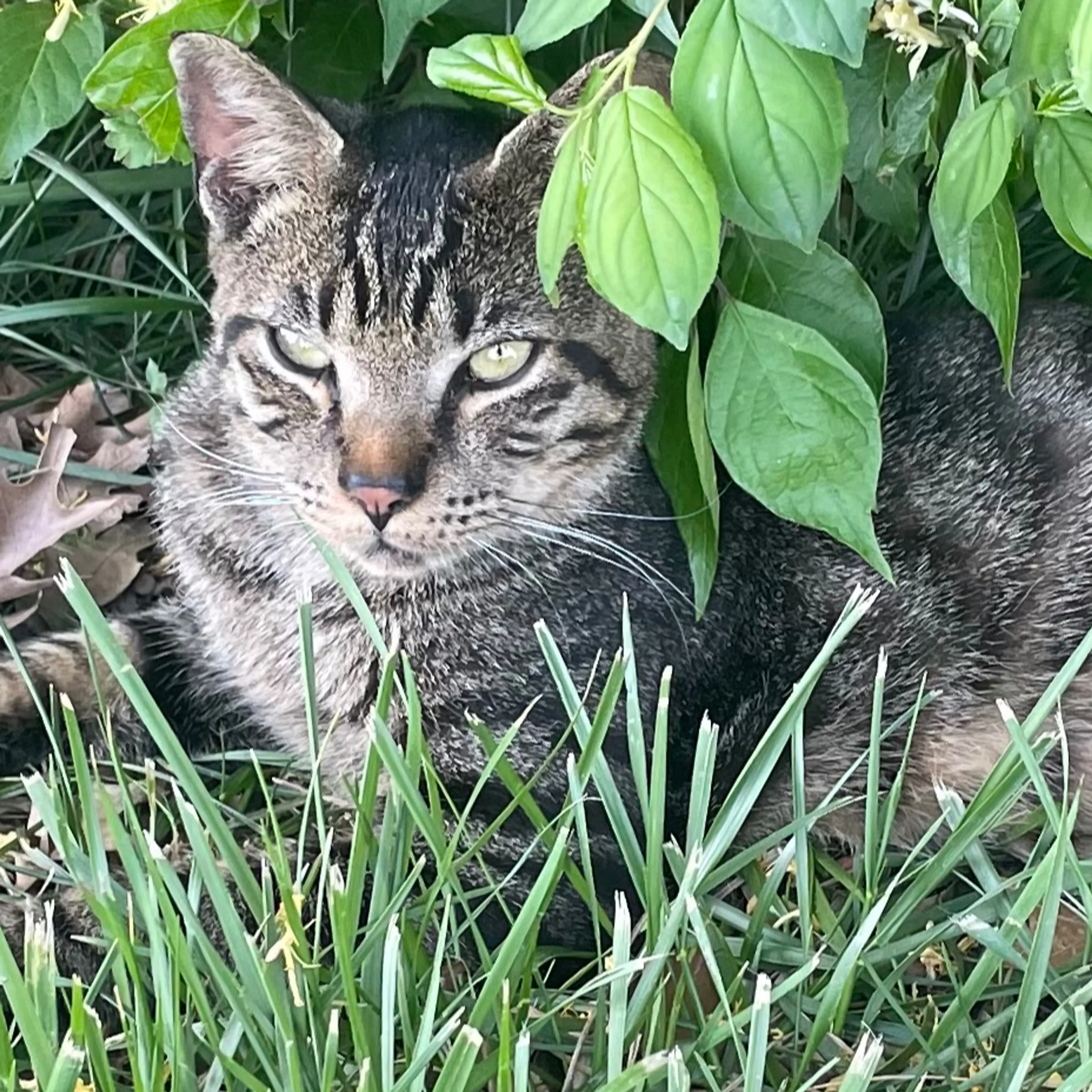 Found pet-3