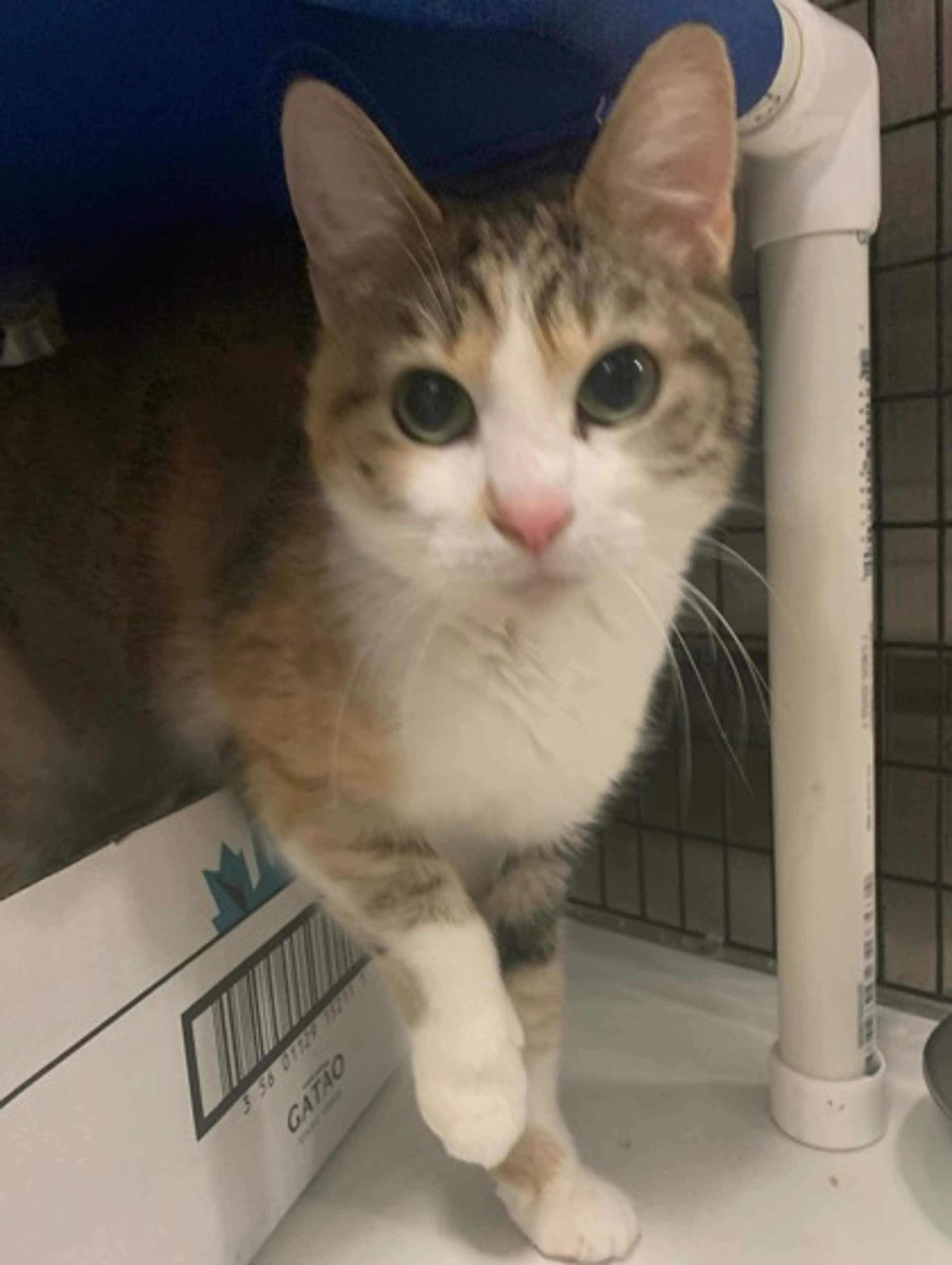 Found pet