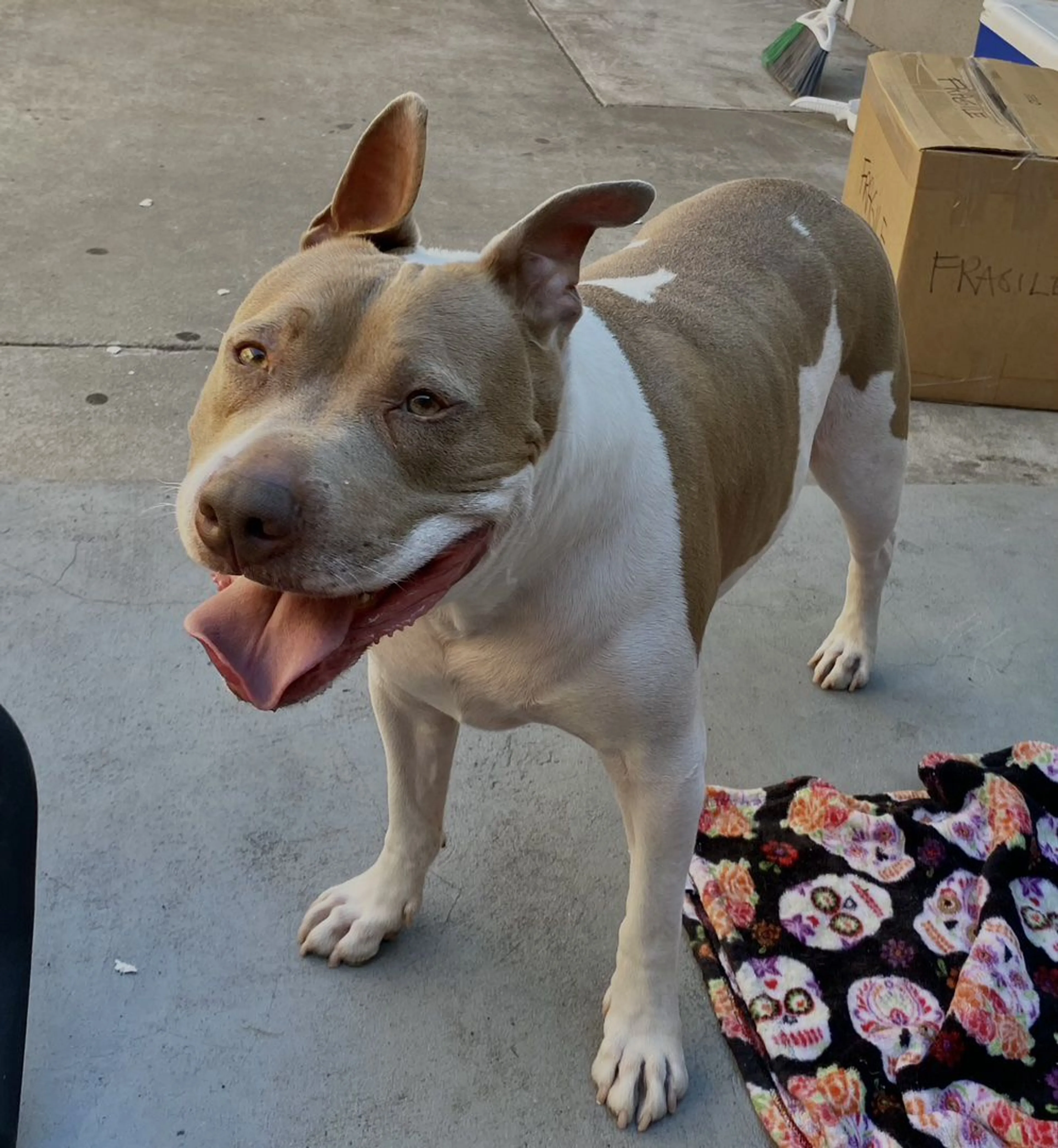 Lost pet-4