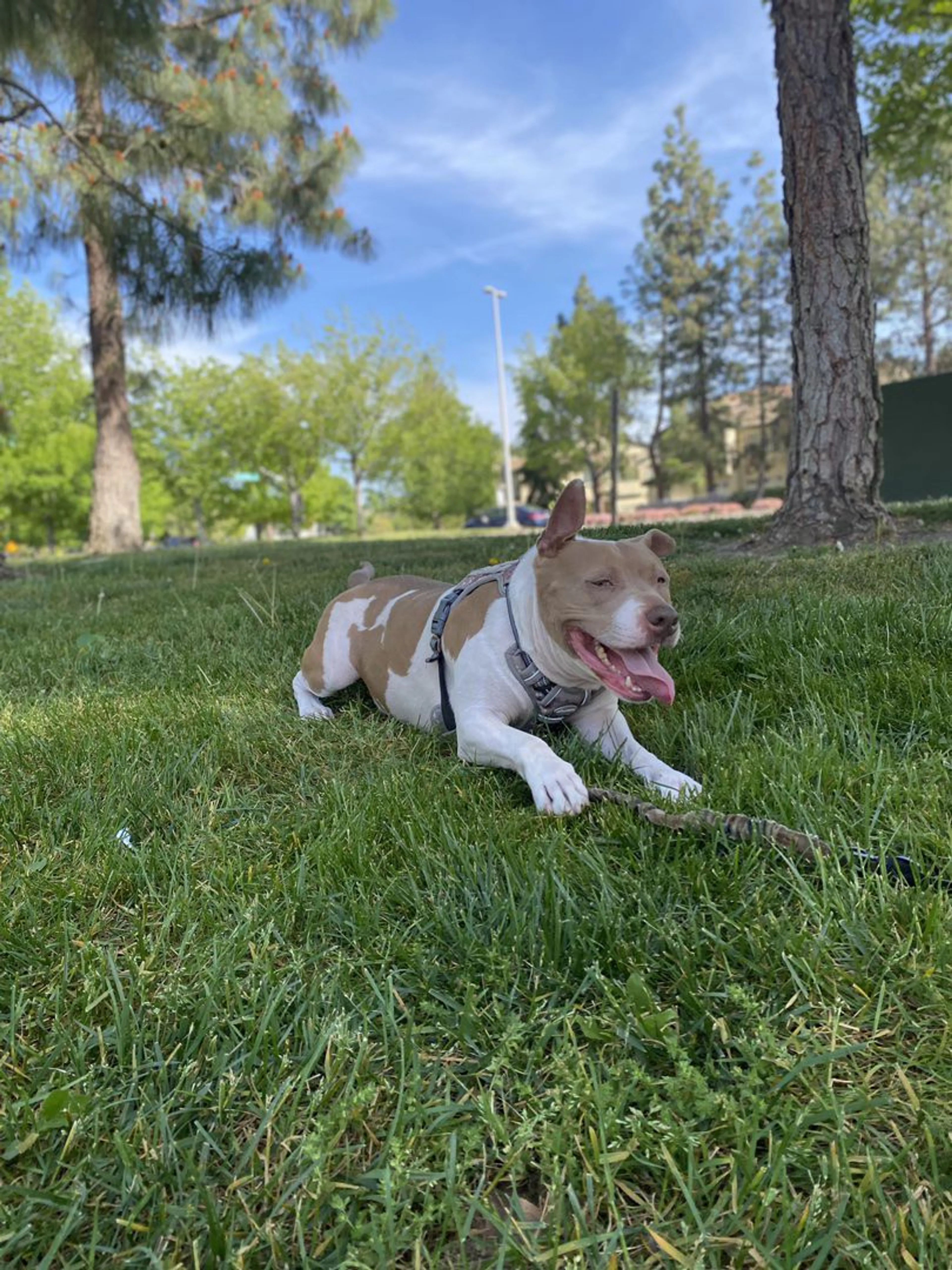 Lost pet-1