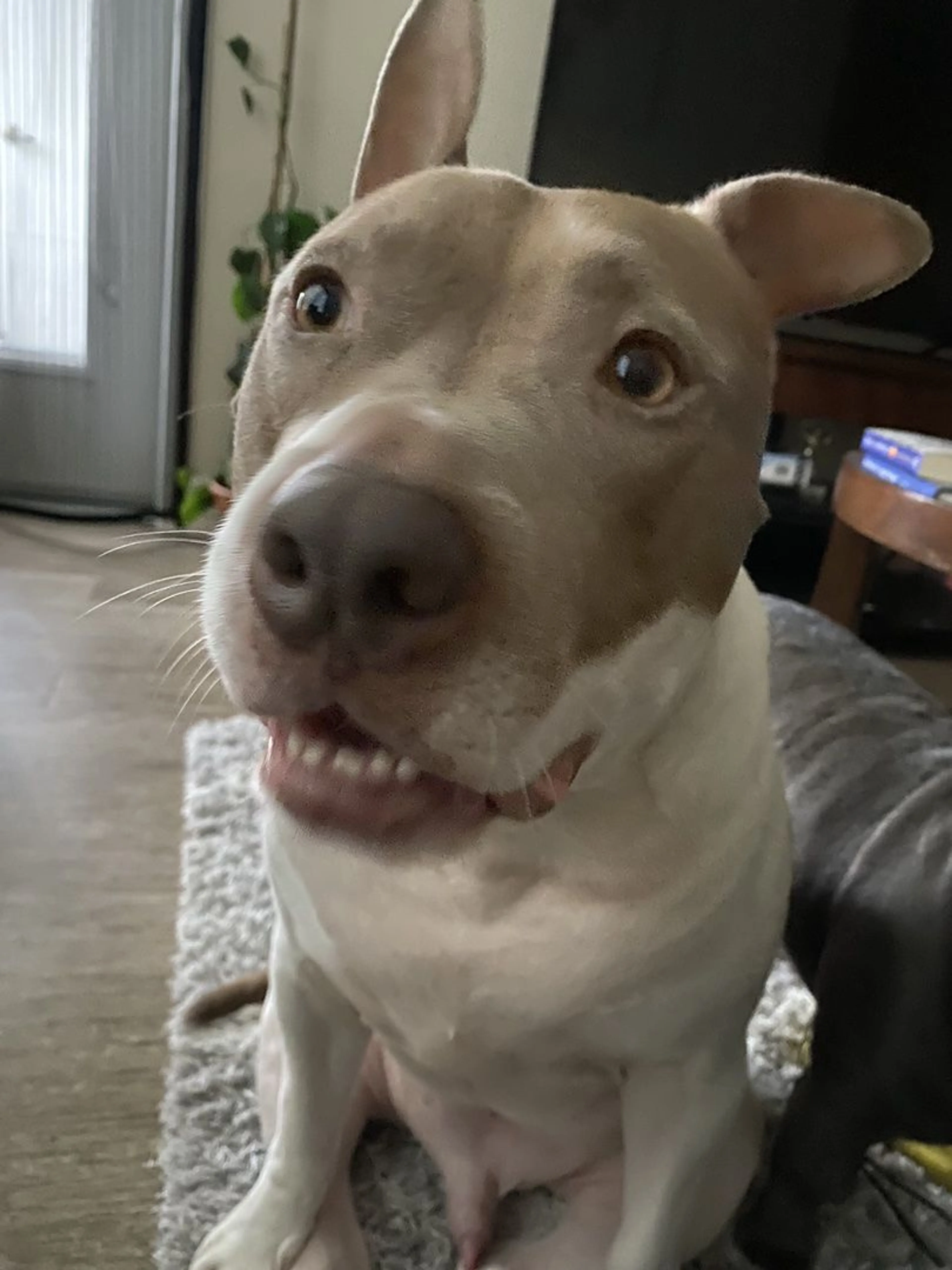 Lost pet-3