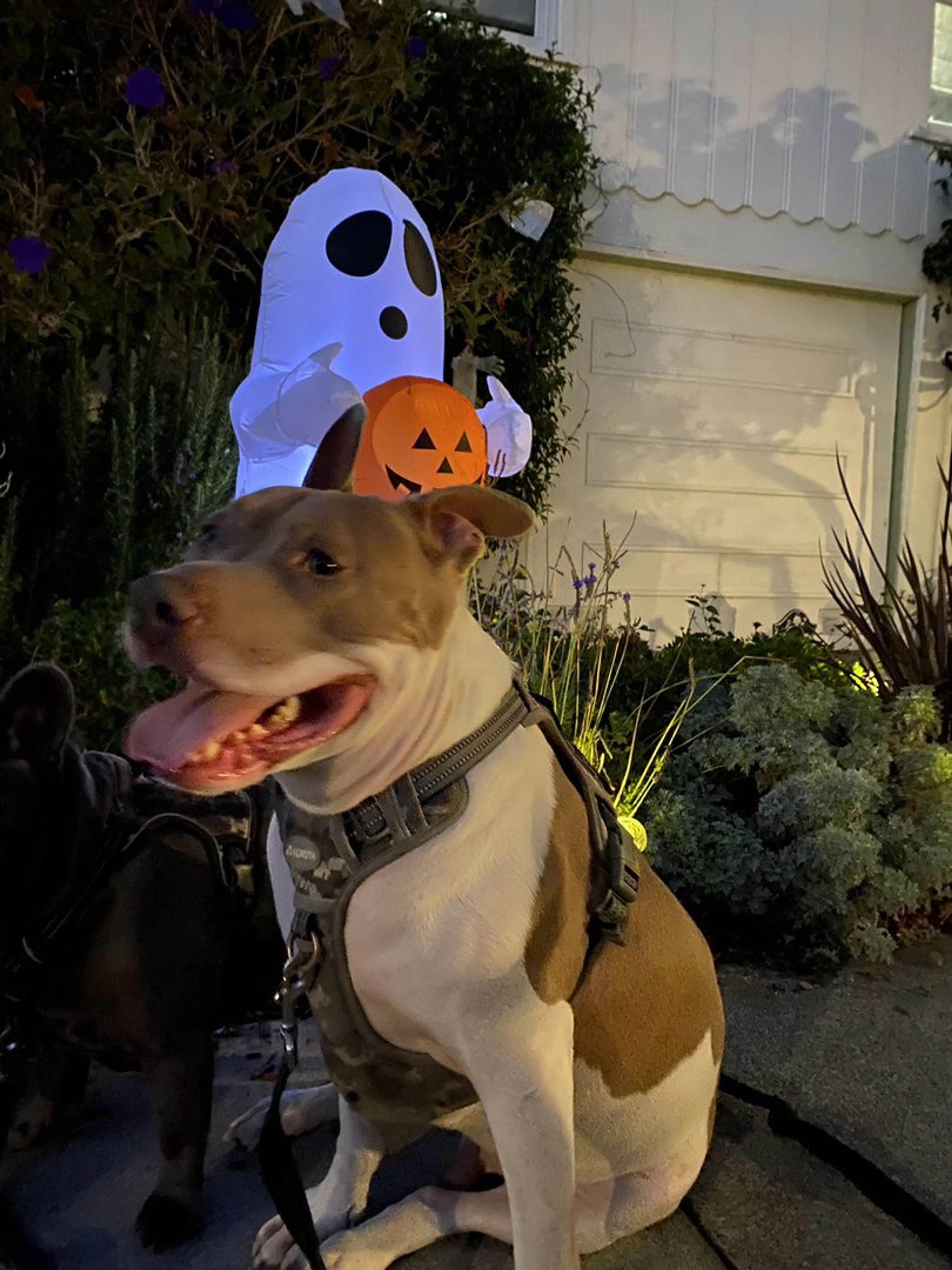 Lost pet-2