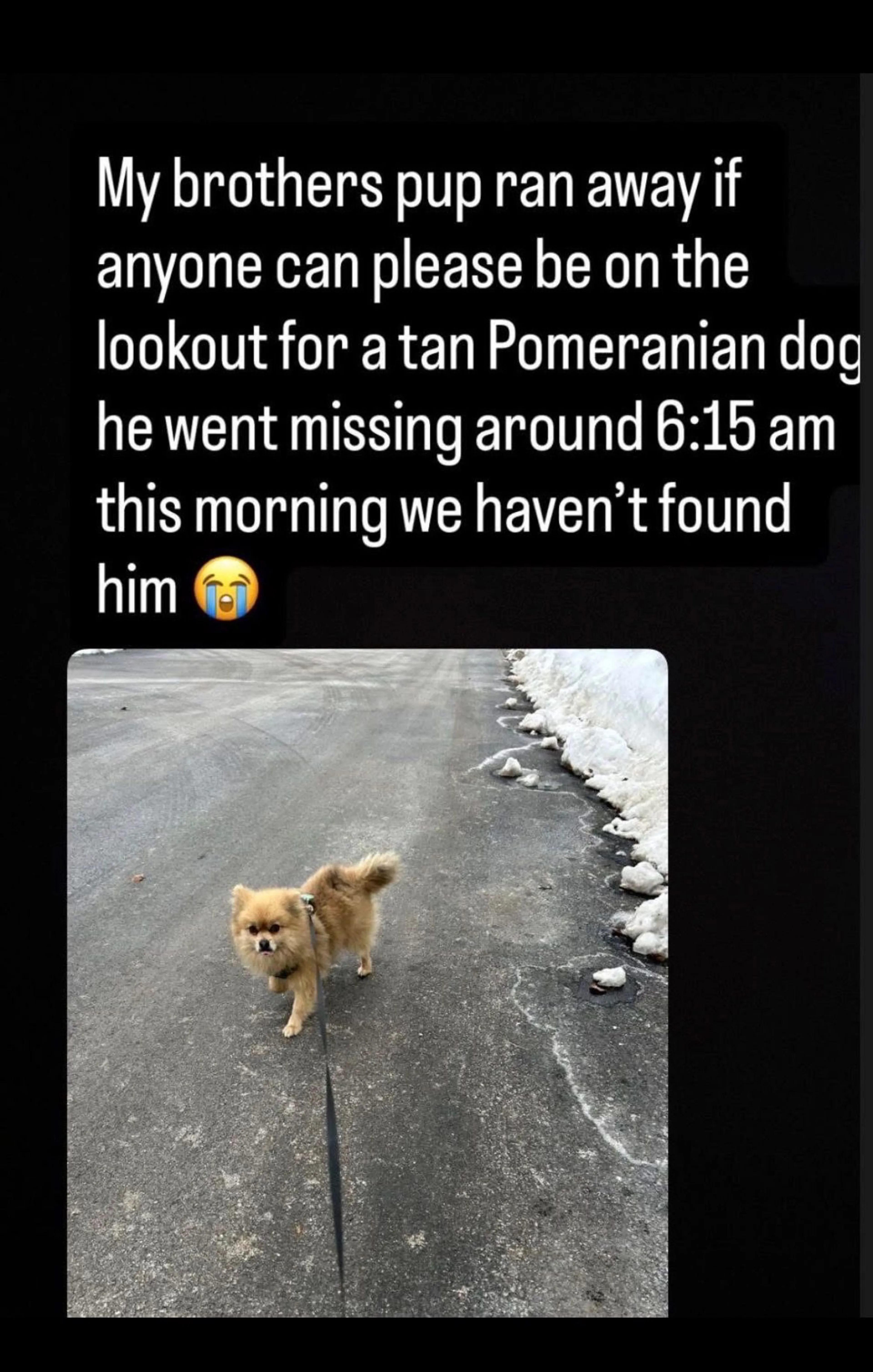 Lost pet