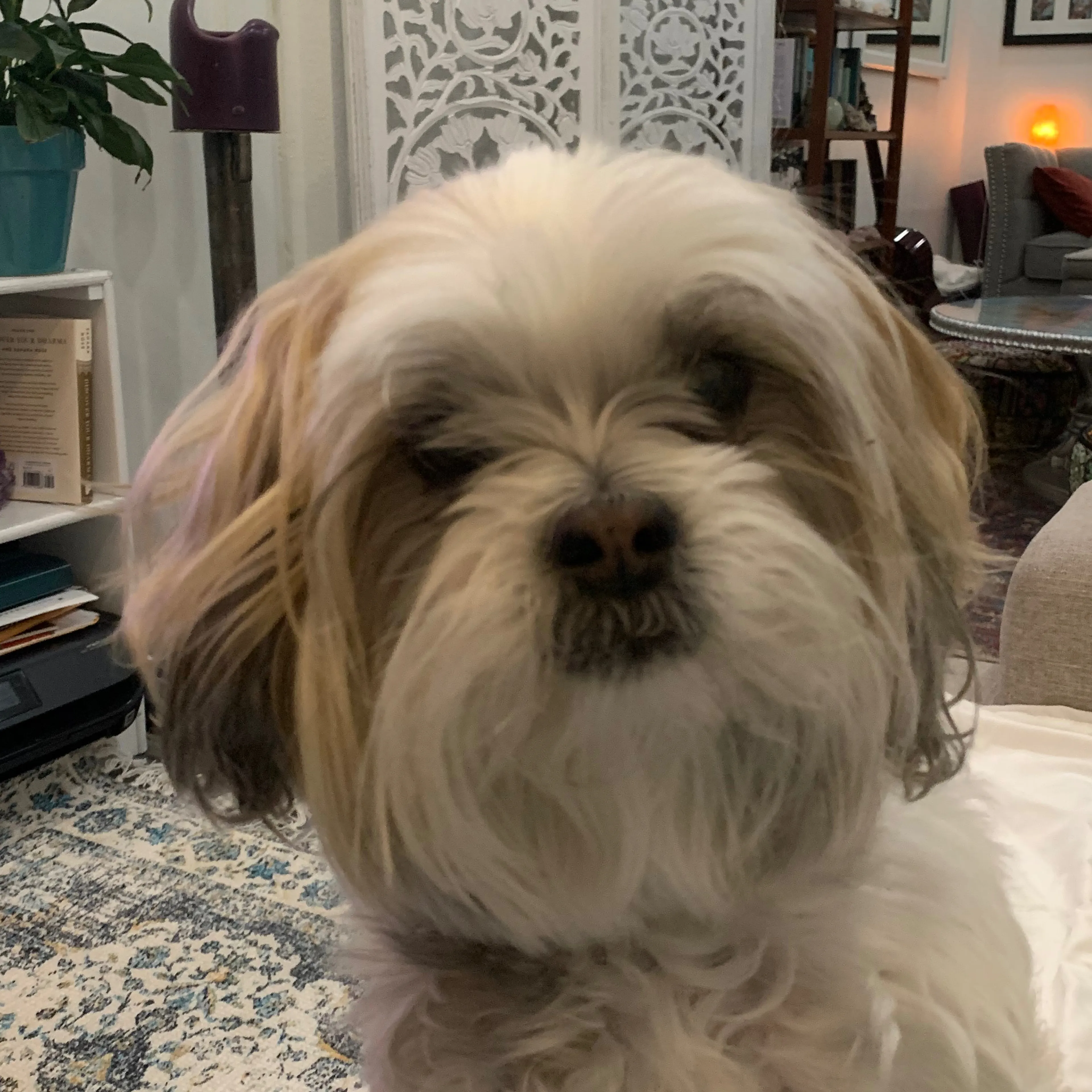 Lost pet-1