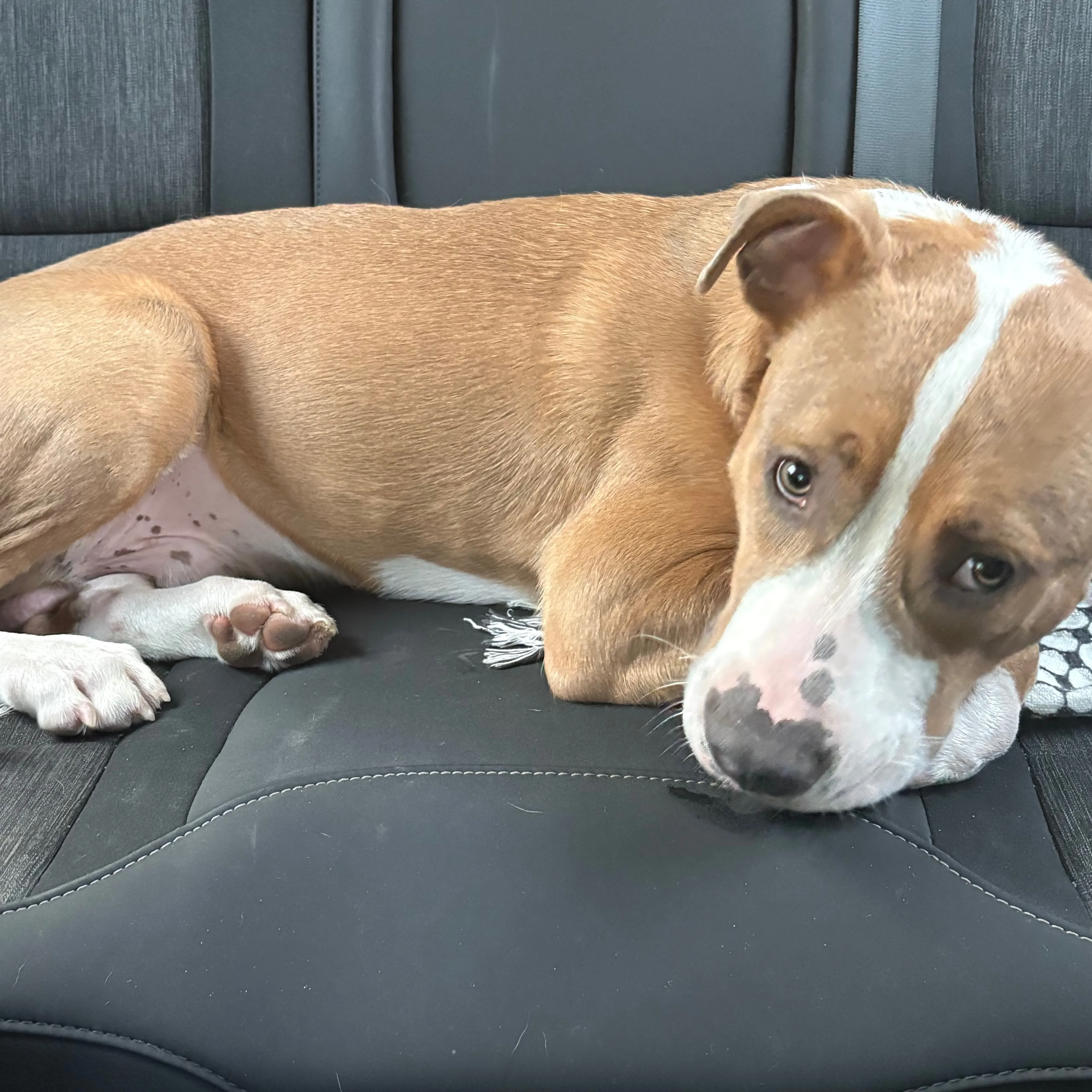 Found pet-1