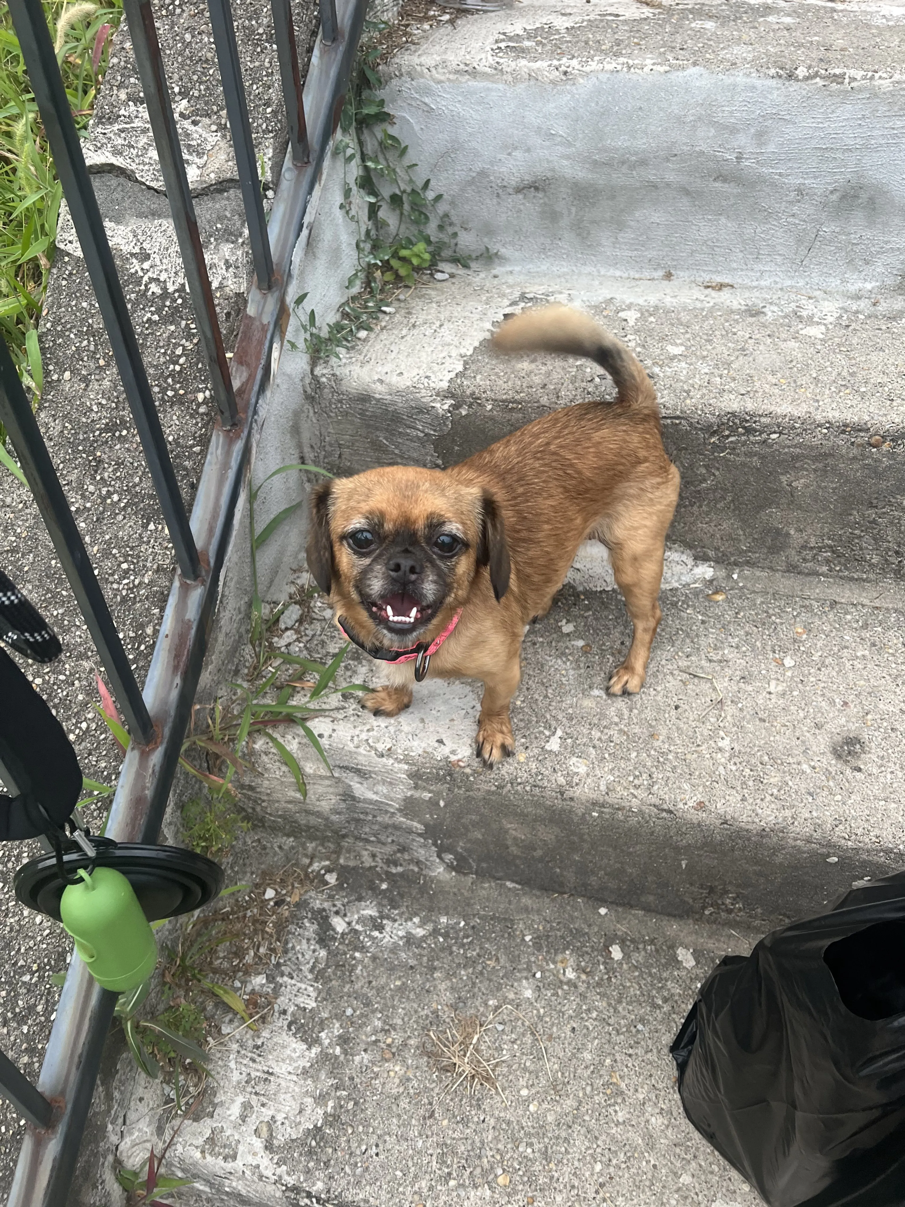 Lost pet