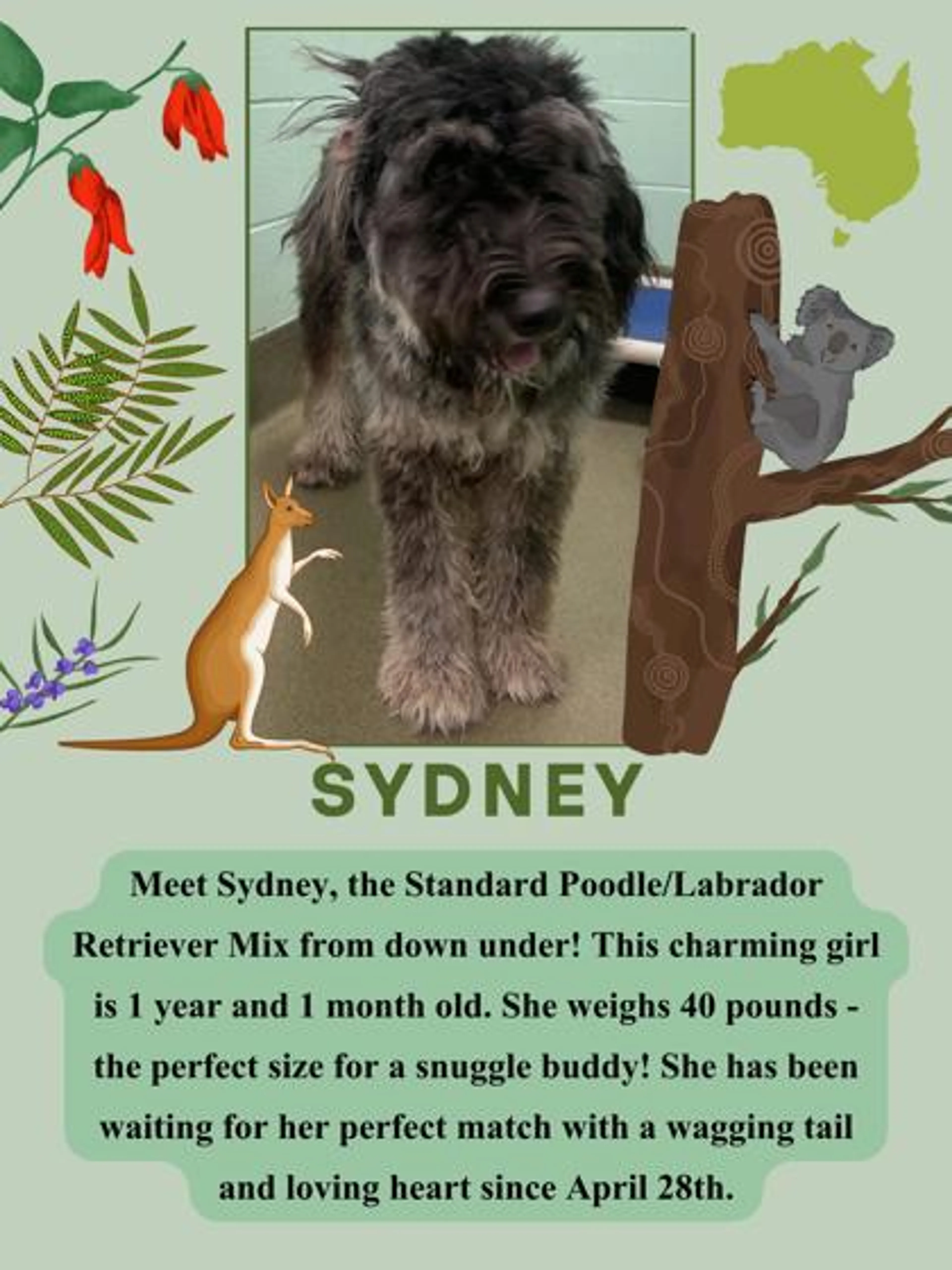 Found pet-2