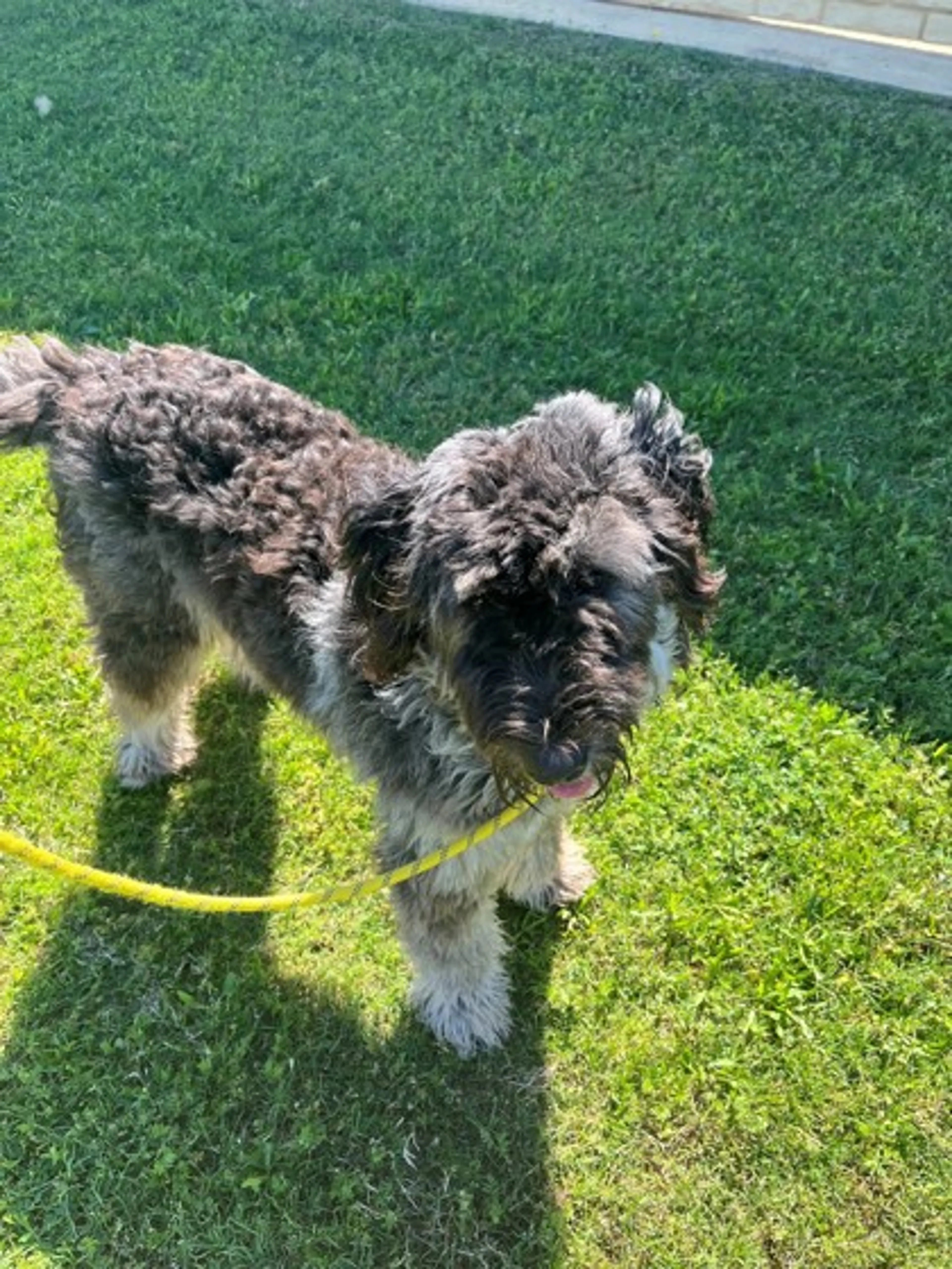 Found pet-1